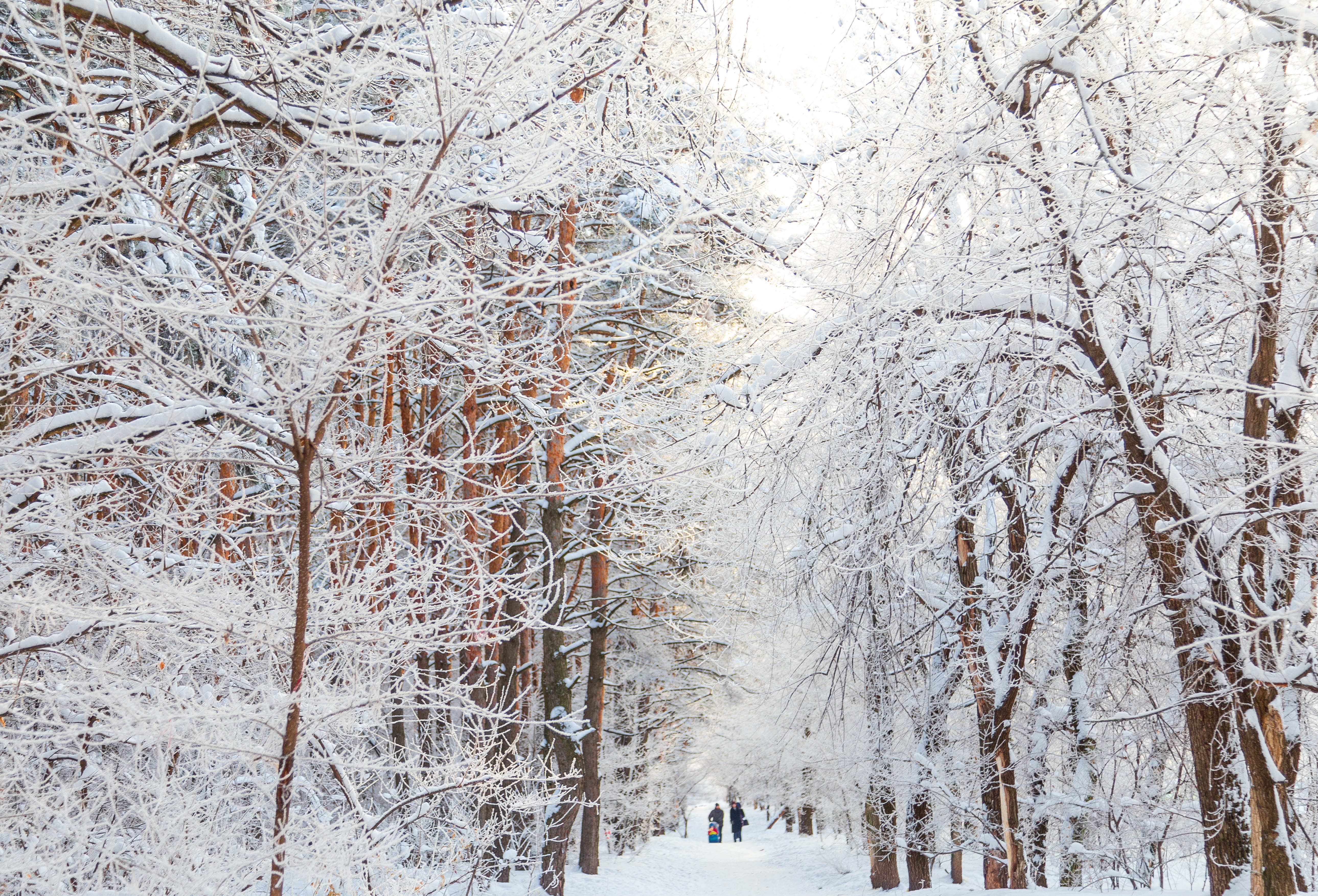 snow covered bare trees during daytime, cold temperature, winter