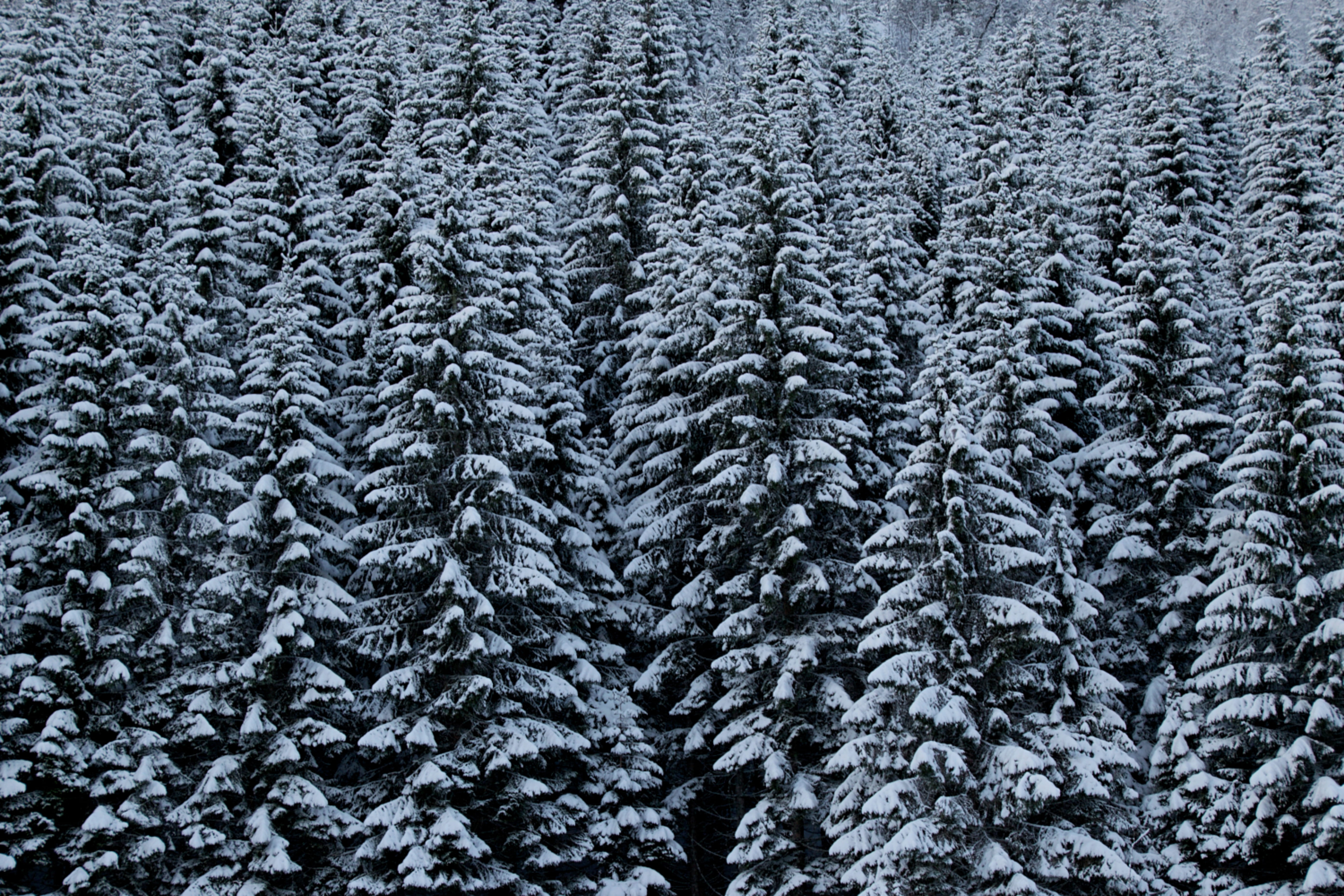 green pine trees, winter, plant, cold temperature, snow, forest