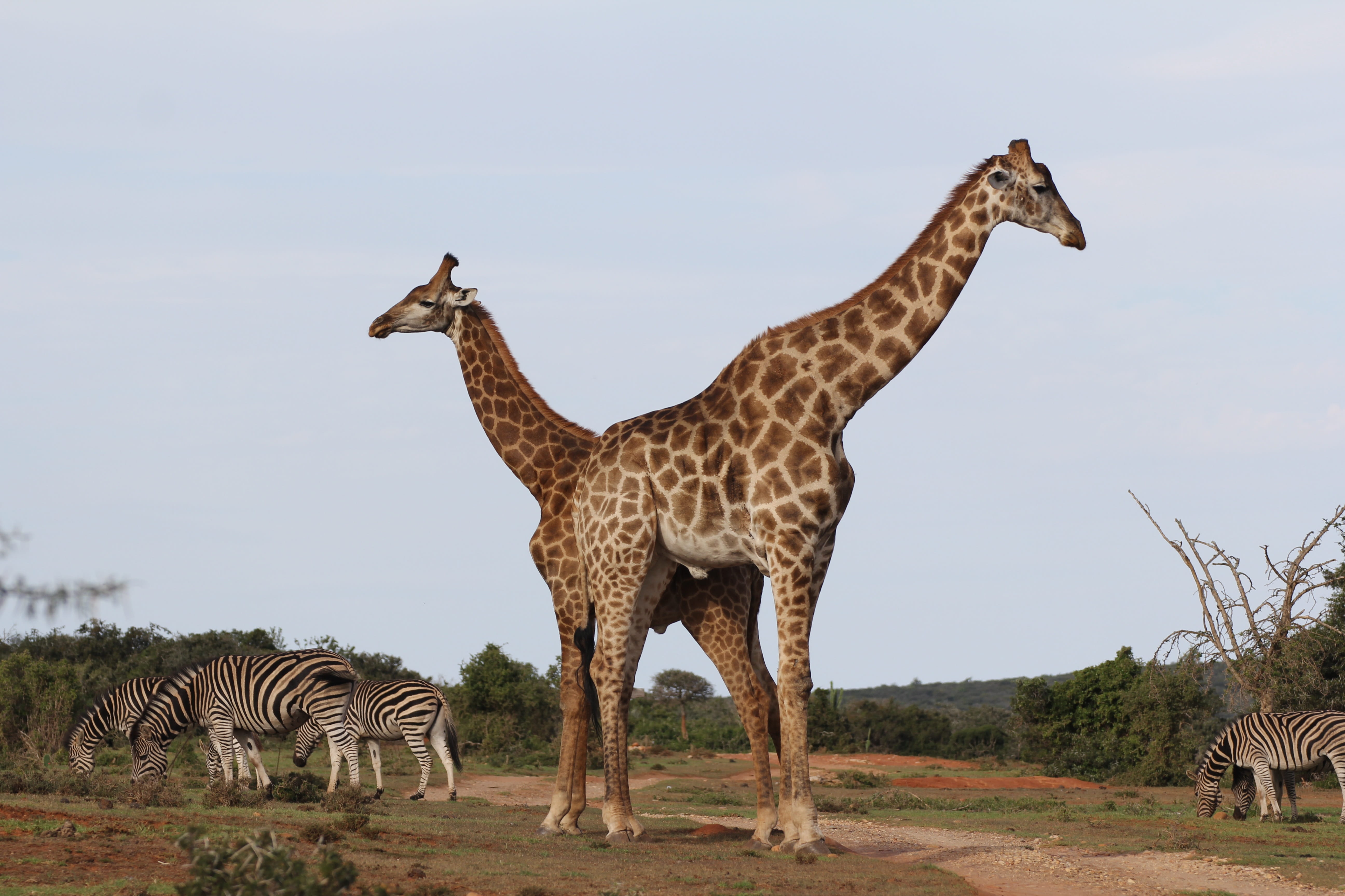 giraffes, pair, zebra herd, south africa, safari, cross, long jibe