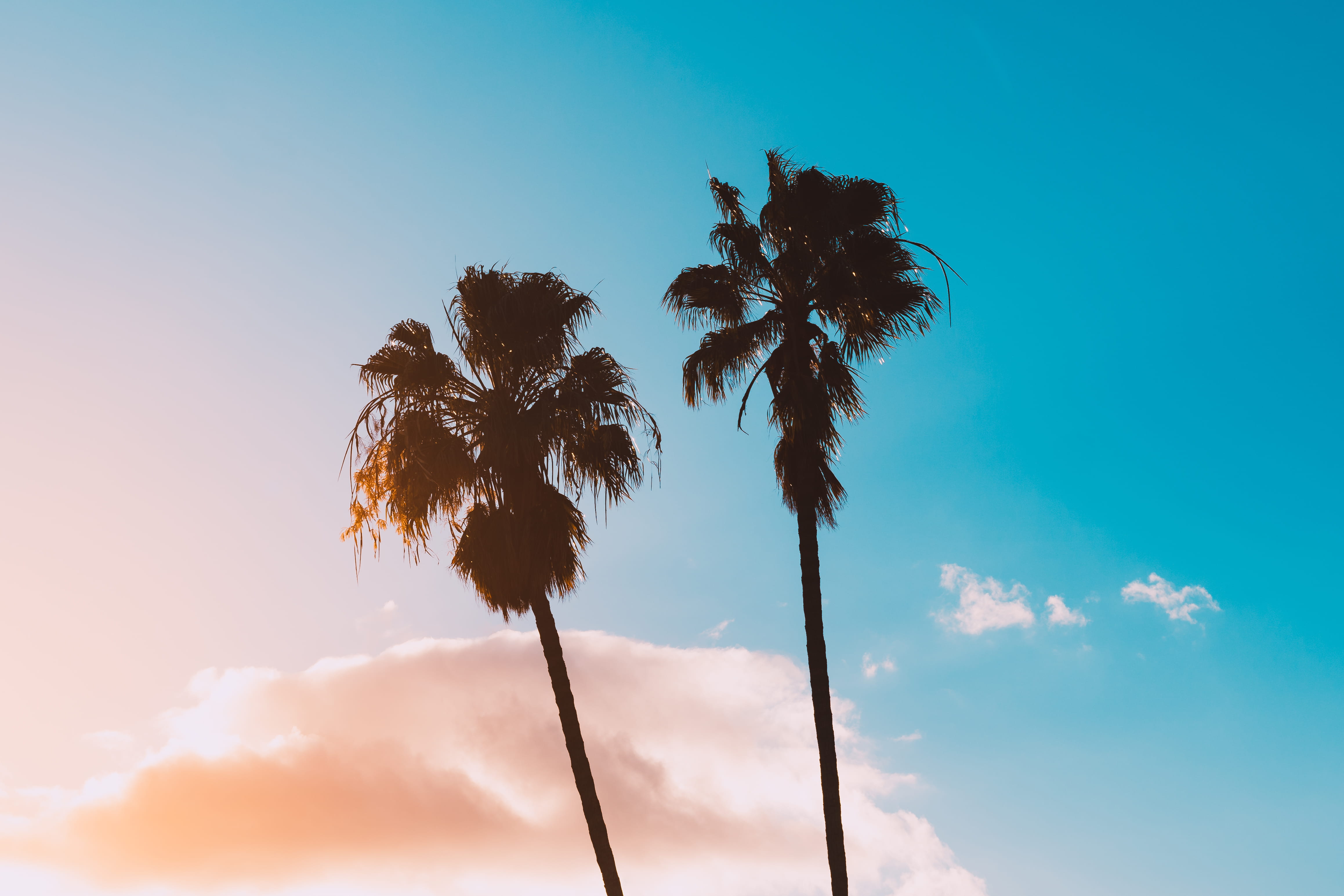 silhoette of palm tree, sky, tropical climate, low angle view