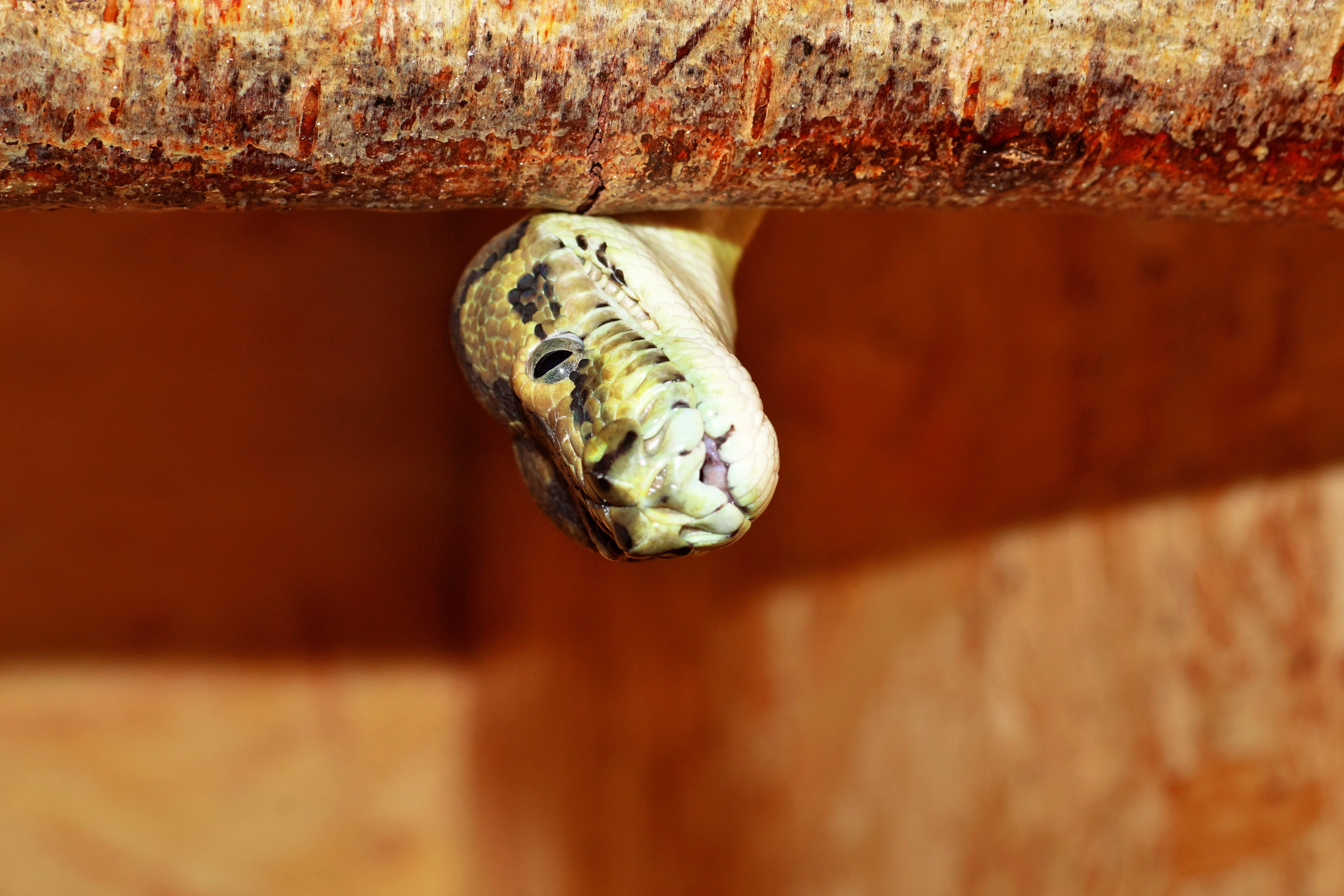 snake, portrait, carpet python, scale, terrarium, constrictor