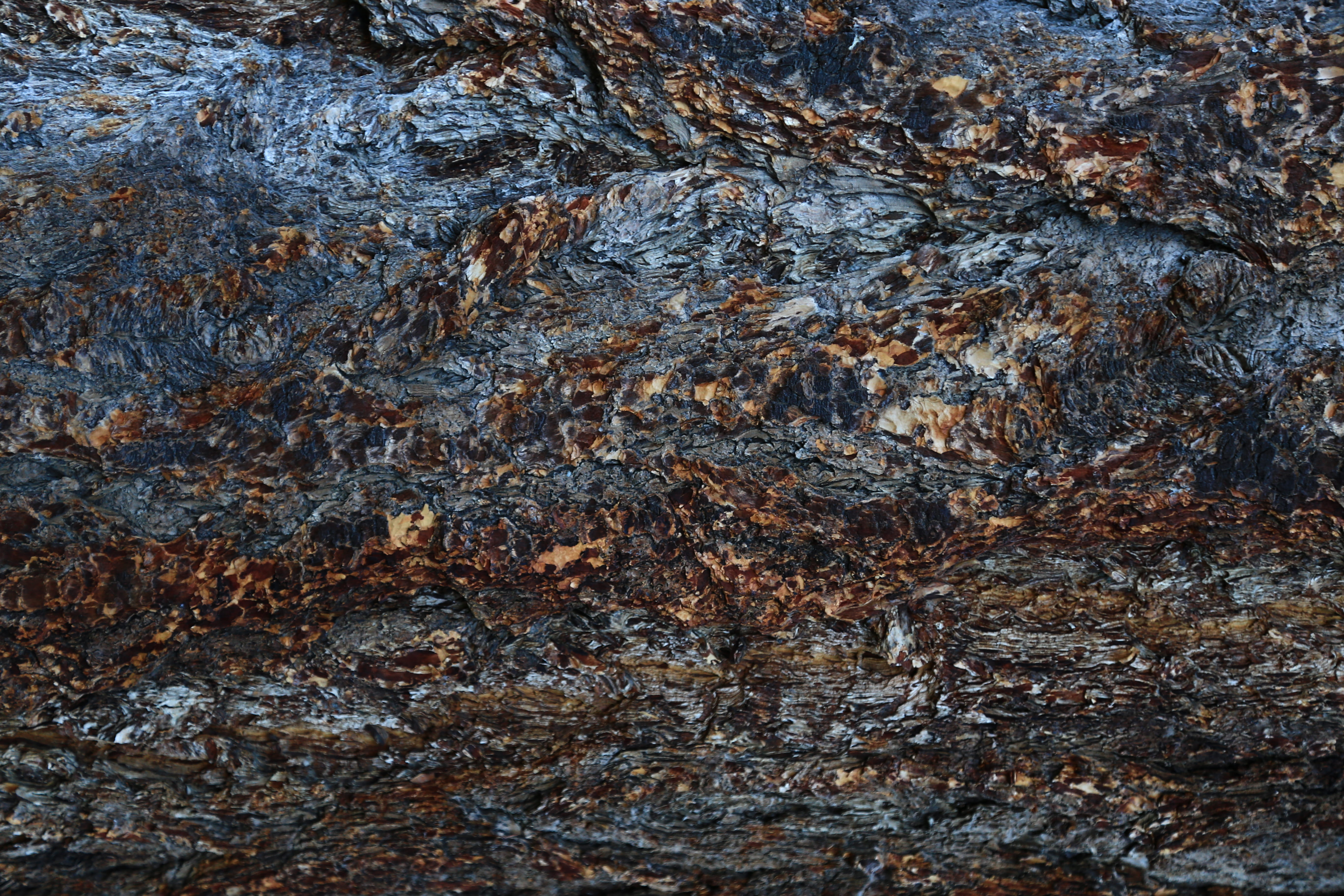texture, abstract, bark, tree bark, grey, brown, background