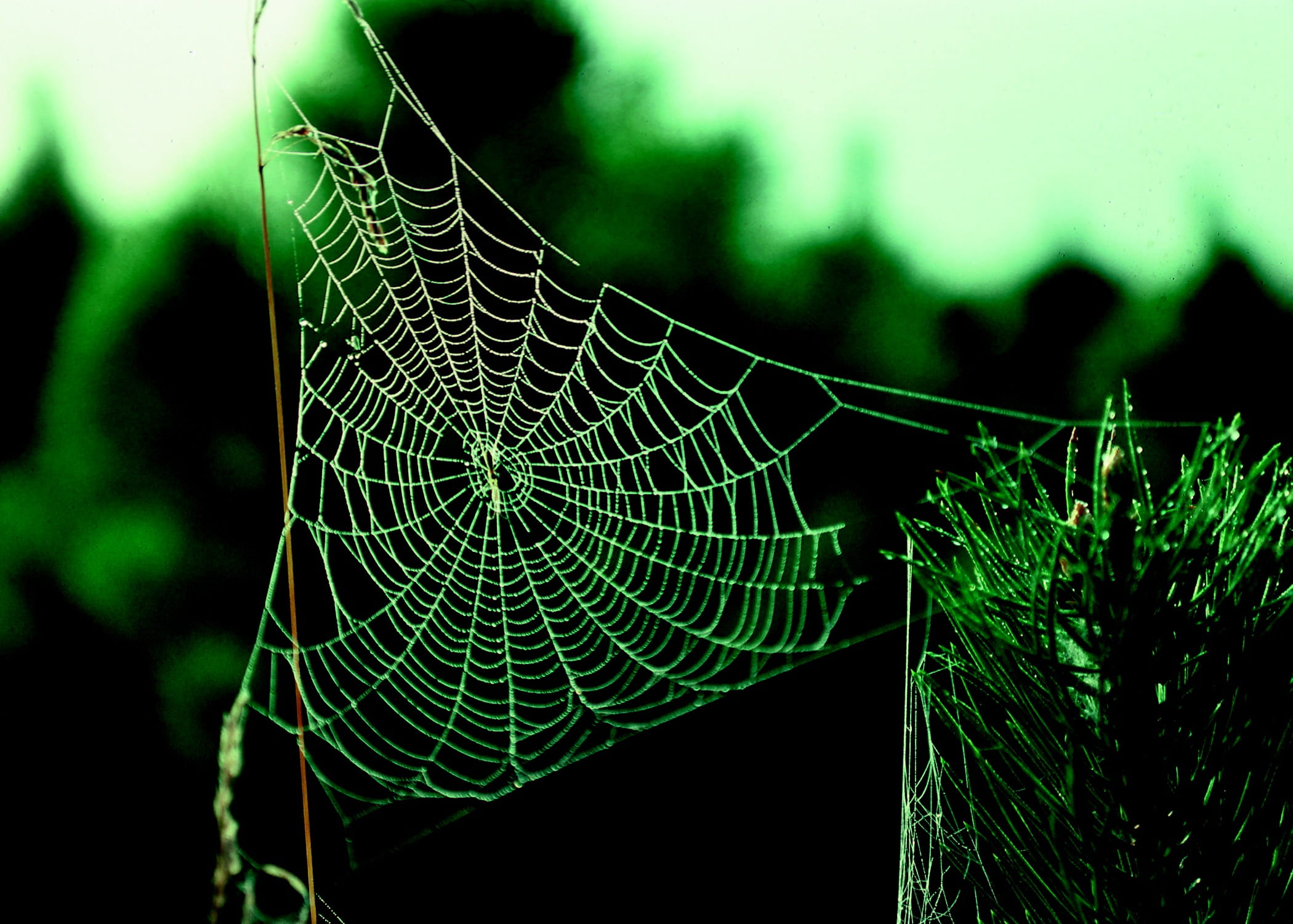 web, spider, structure, nature, silk, insect, pattern, spider web