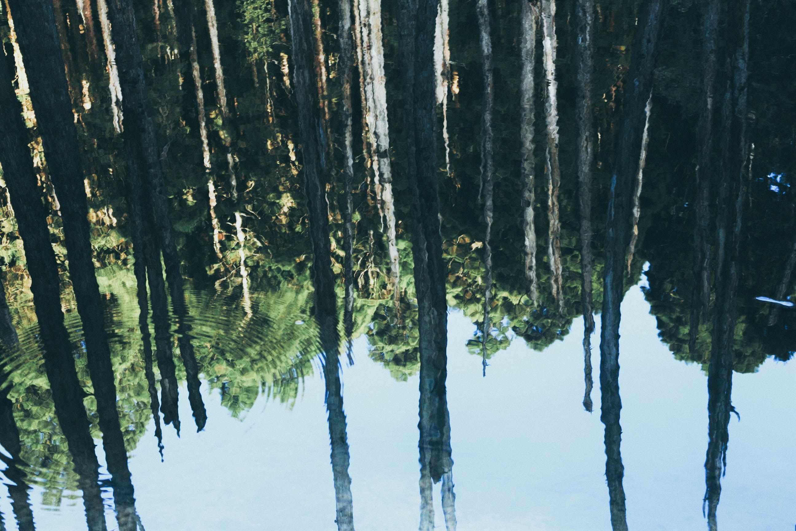 forest, reflection, trees, lake, shadow, plant, tranquility