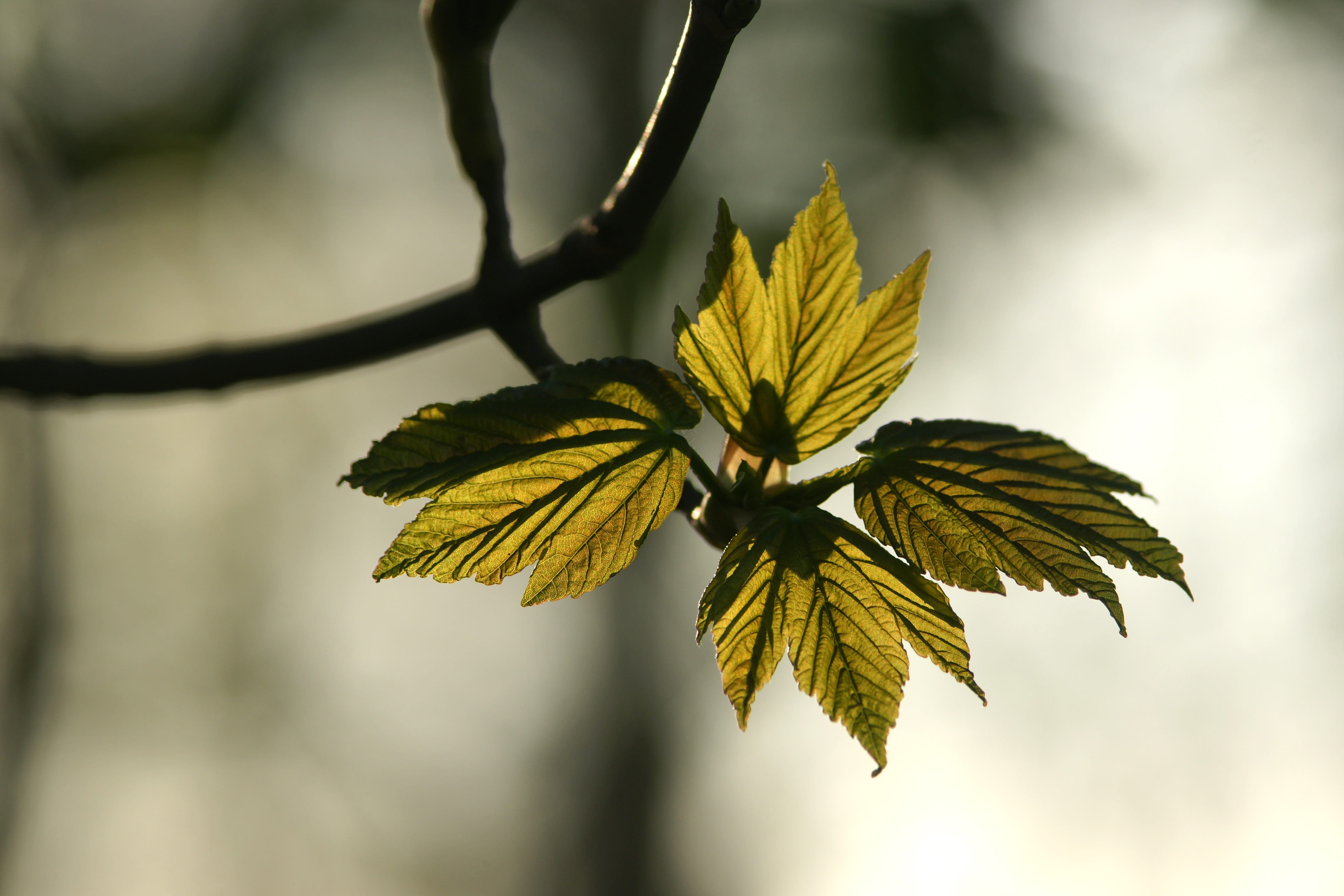 leaf, nature, flora, outdoors, tree, spring, growing, fresh