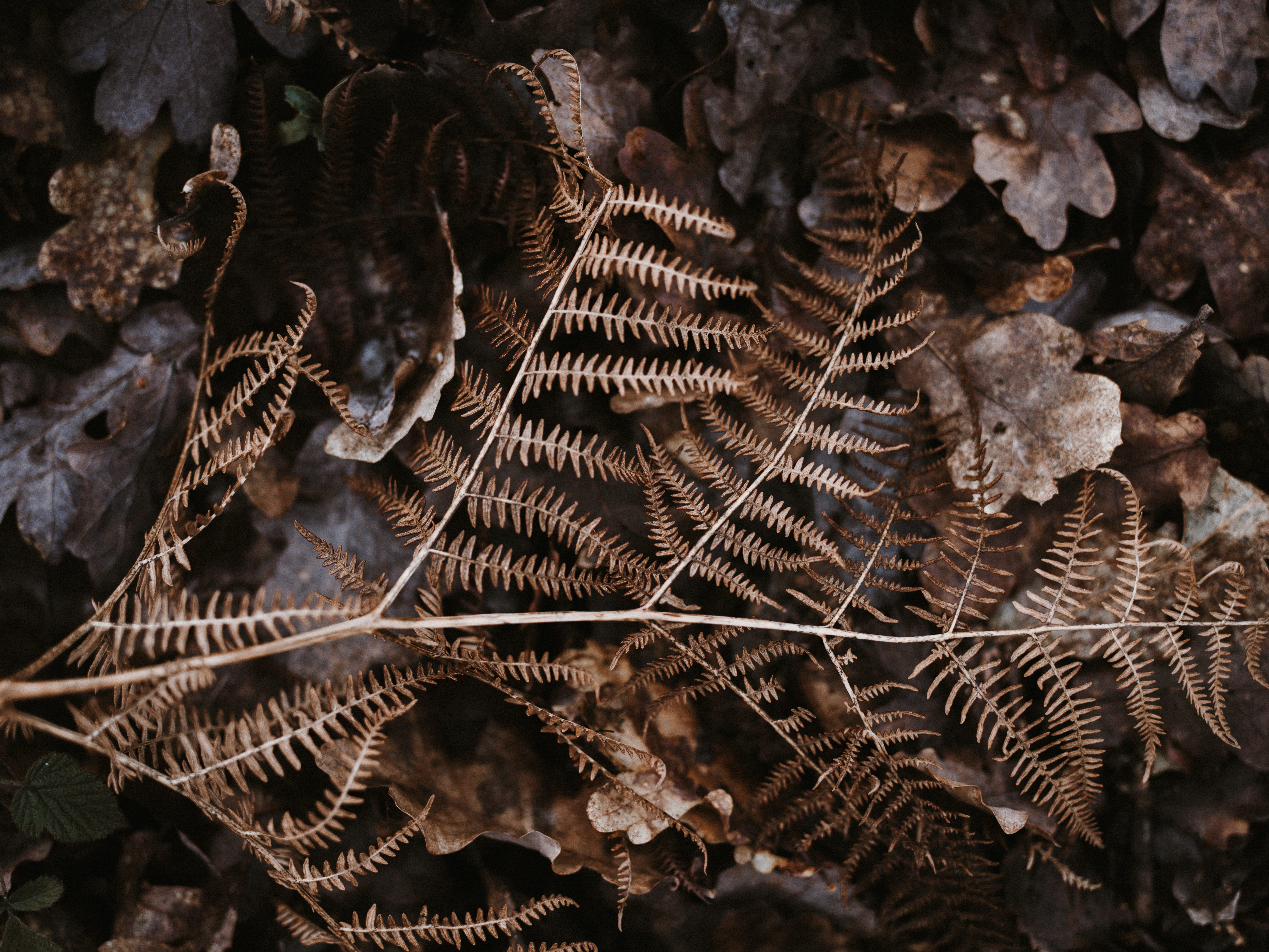 brown fern on dried leaves, plant, ornament, fractal, pattern