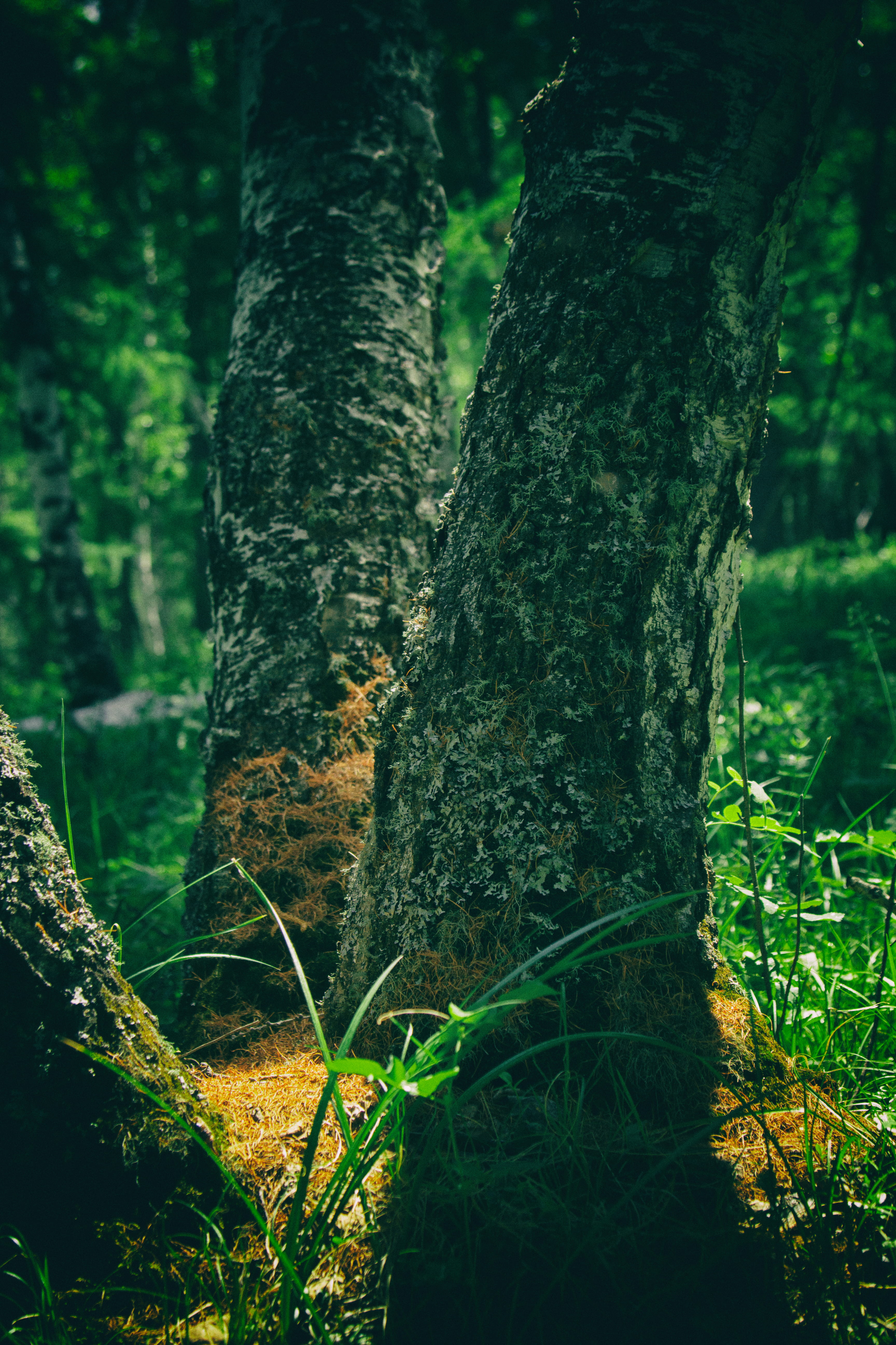 mongolia, ulaanbaatar, forest, tree, flower, trees, nature