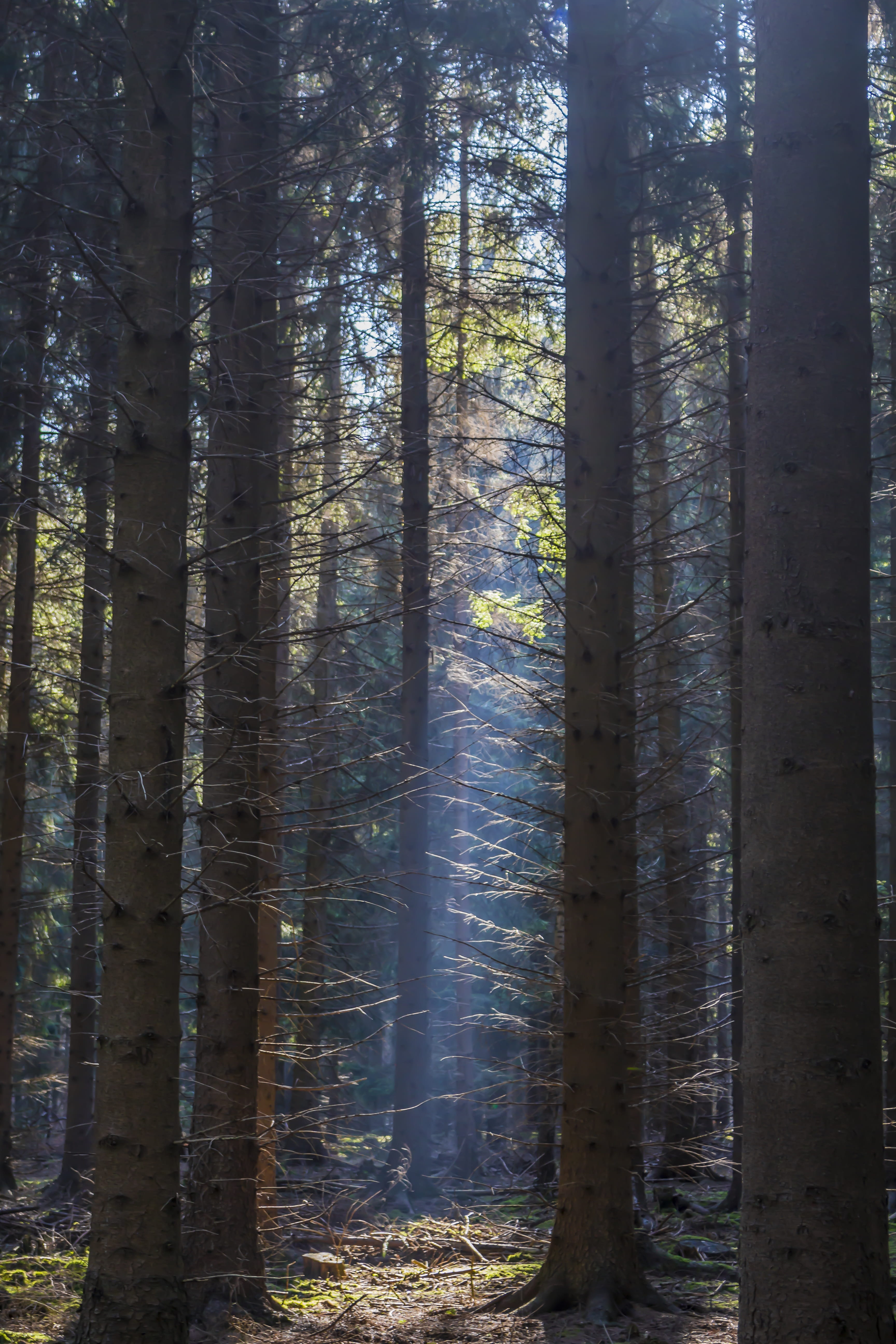 forest, light, landscape, nature, trees, autumn, sunlight, rays