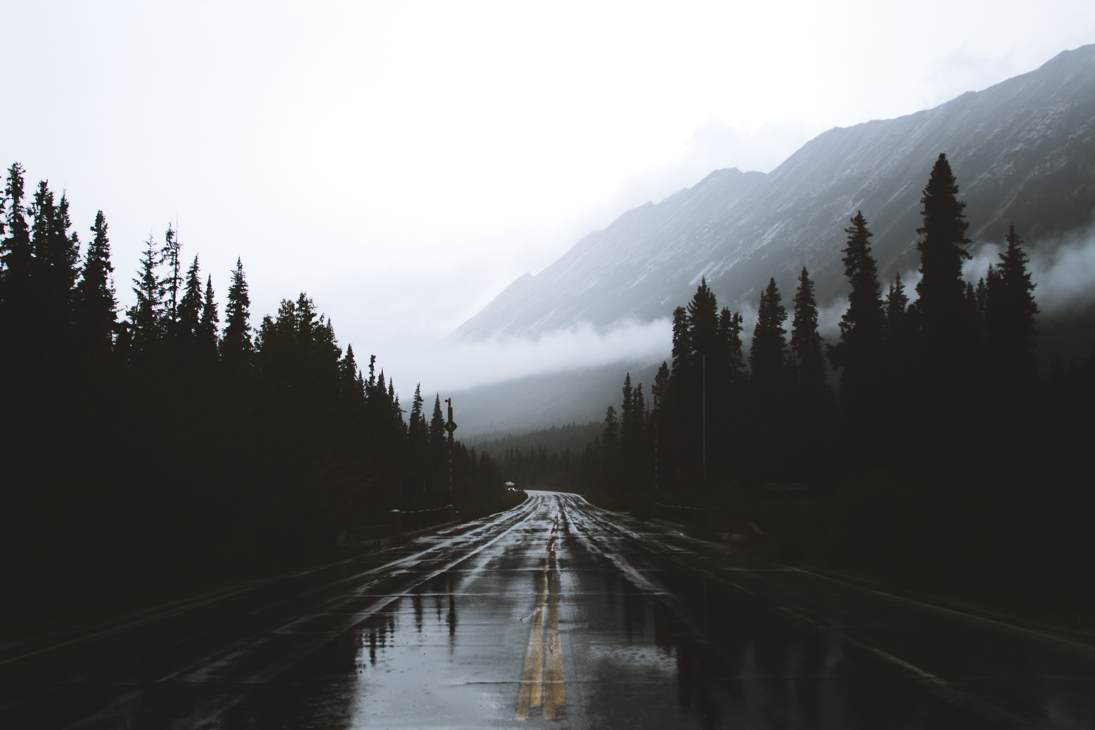 trees near road leading to mountain, wet, rain, forest, woodland