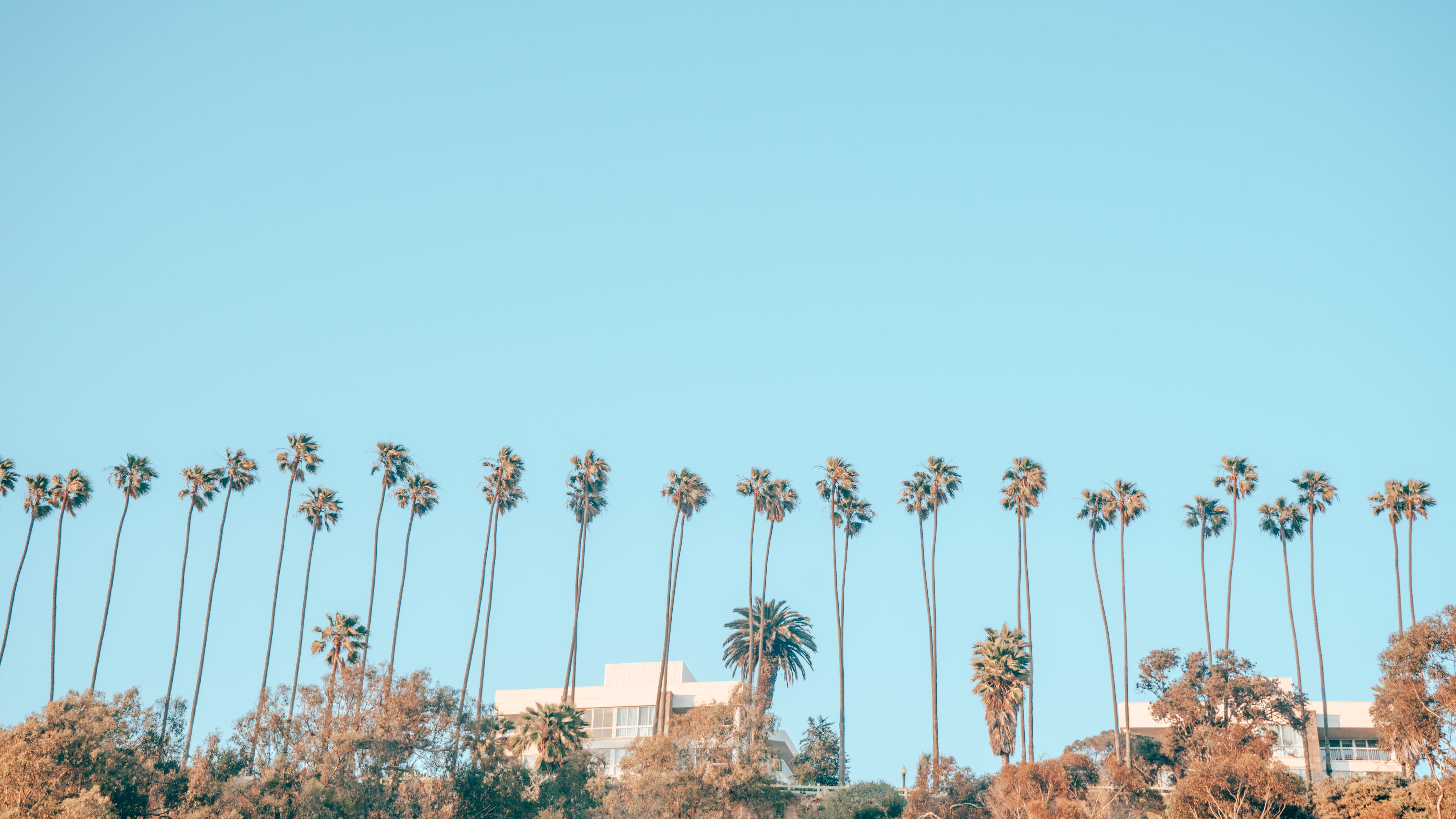 palm trees during daytime, sky, clear sky, low angle view, copy space