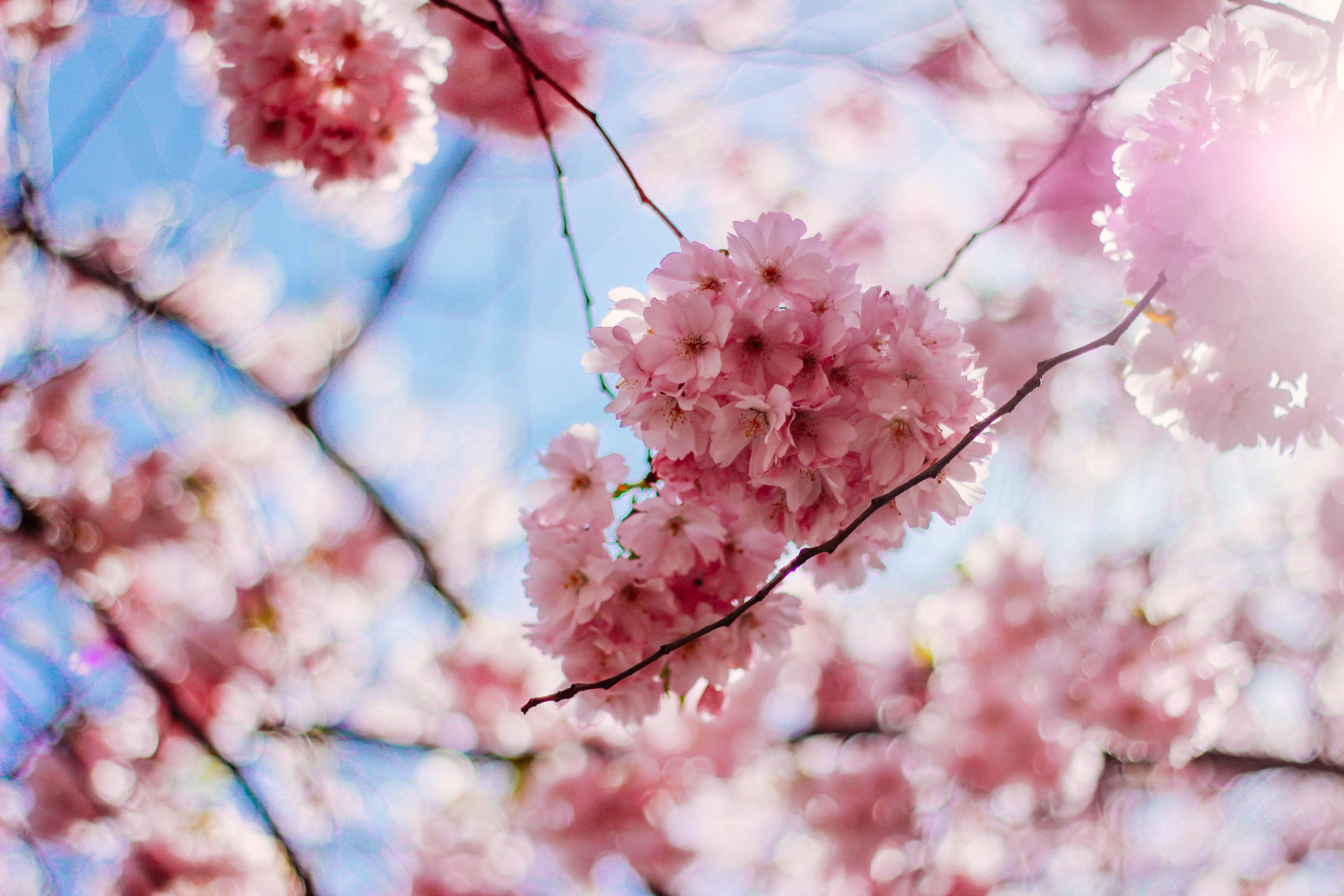 Cherry Blossom Flowers, blooming, blurred background, branches