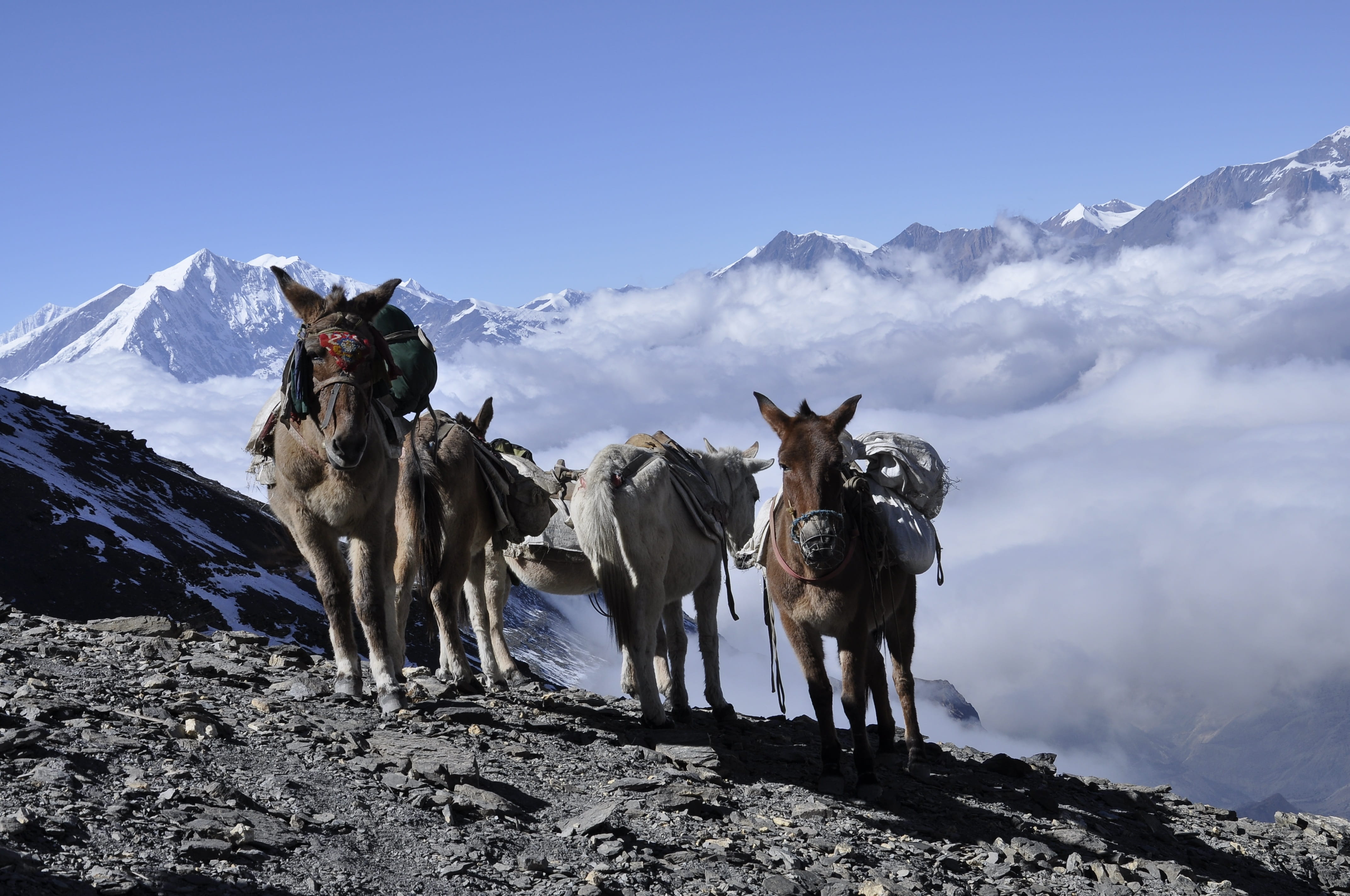 donkey, himalaya, nepal, the annapurna trek, mountain, snow