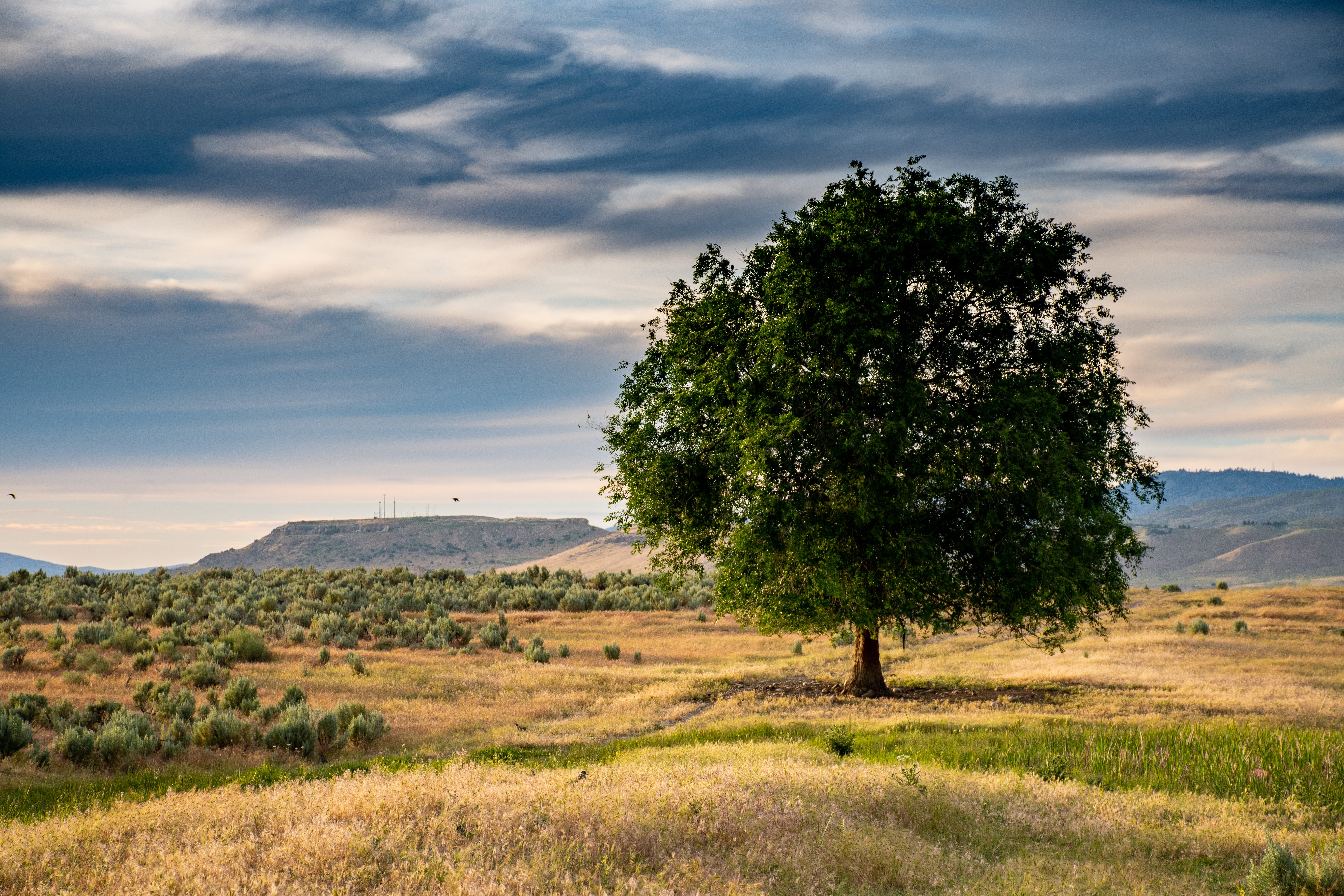 Green Leafed Tree Under Cloudy Sky, clouds, daylight, field, grass
