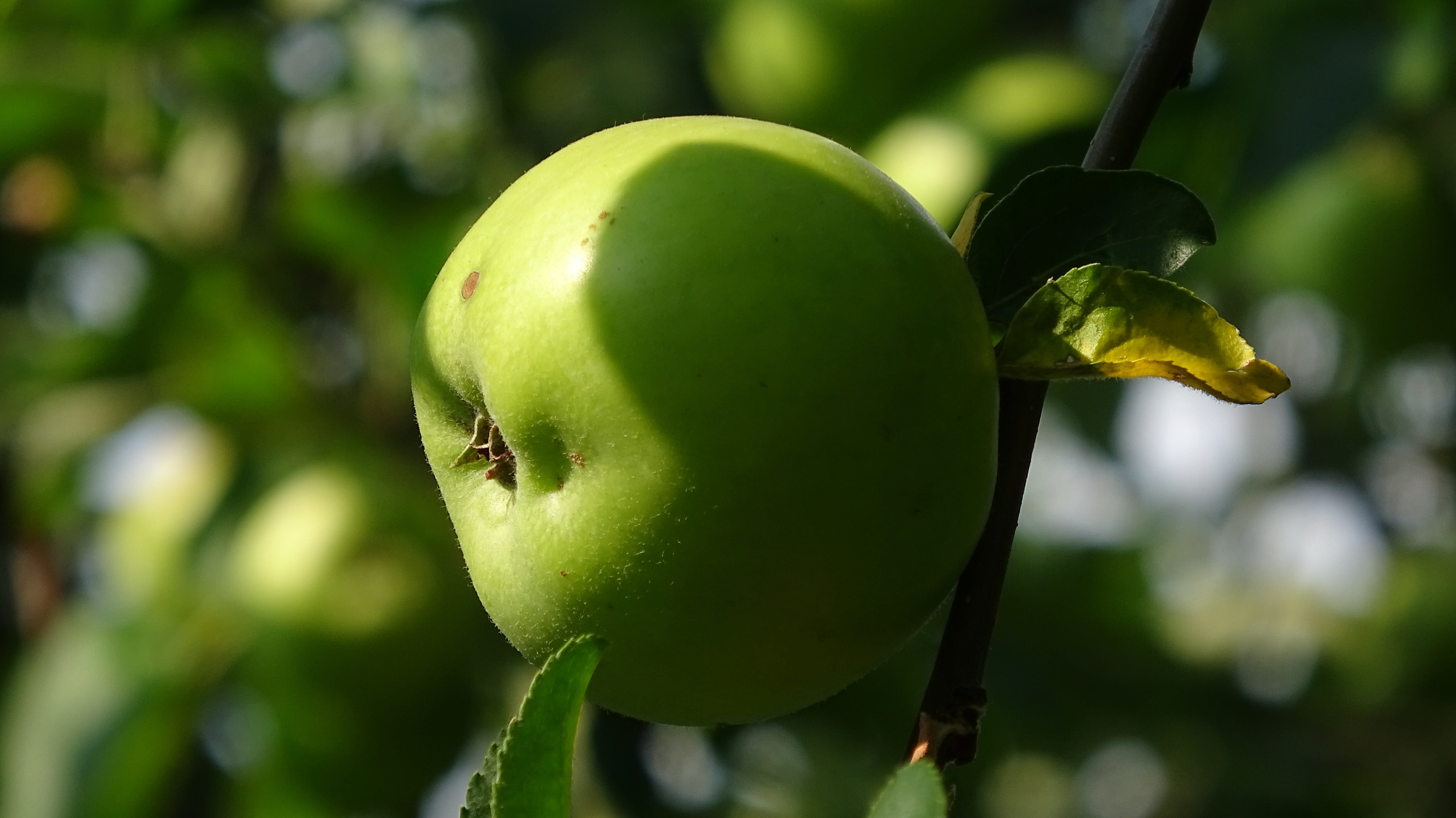 apple, tree, green, fruit, ripe, nature, healthy, fruit trees