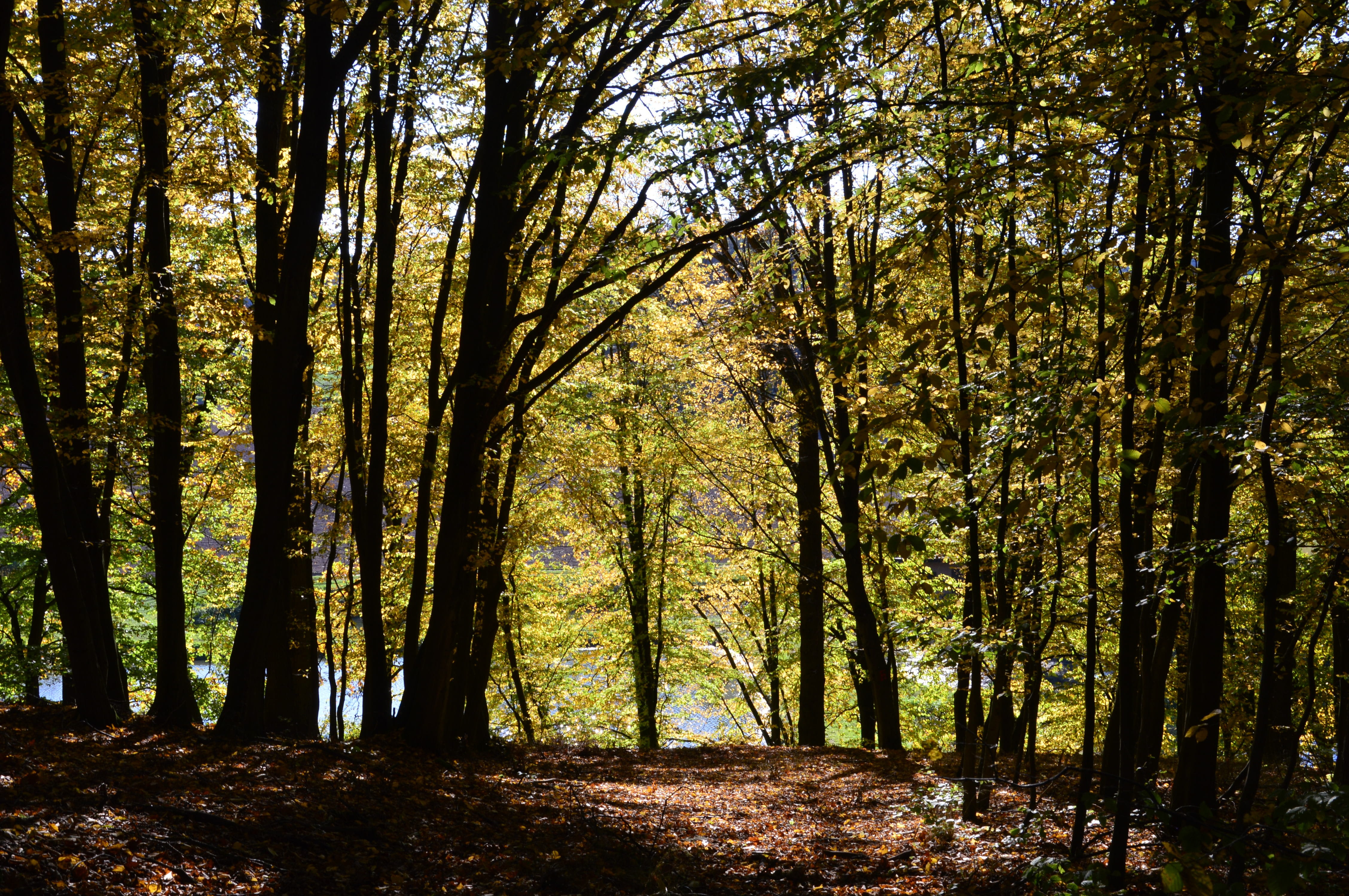 away, trees, landscape, forest path, nature, plant, tranquility