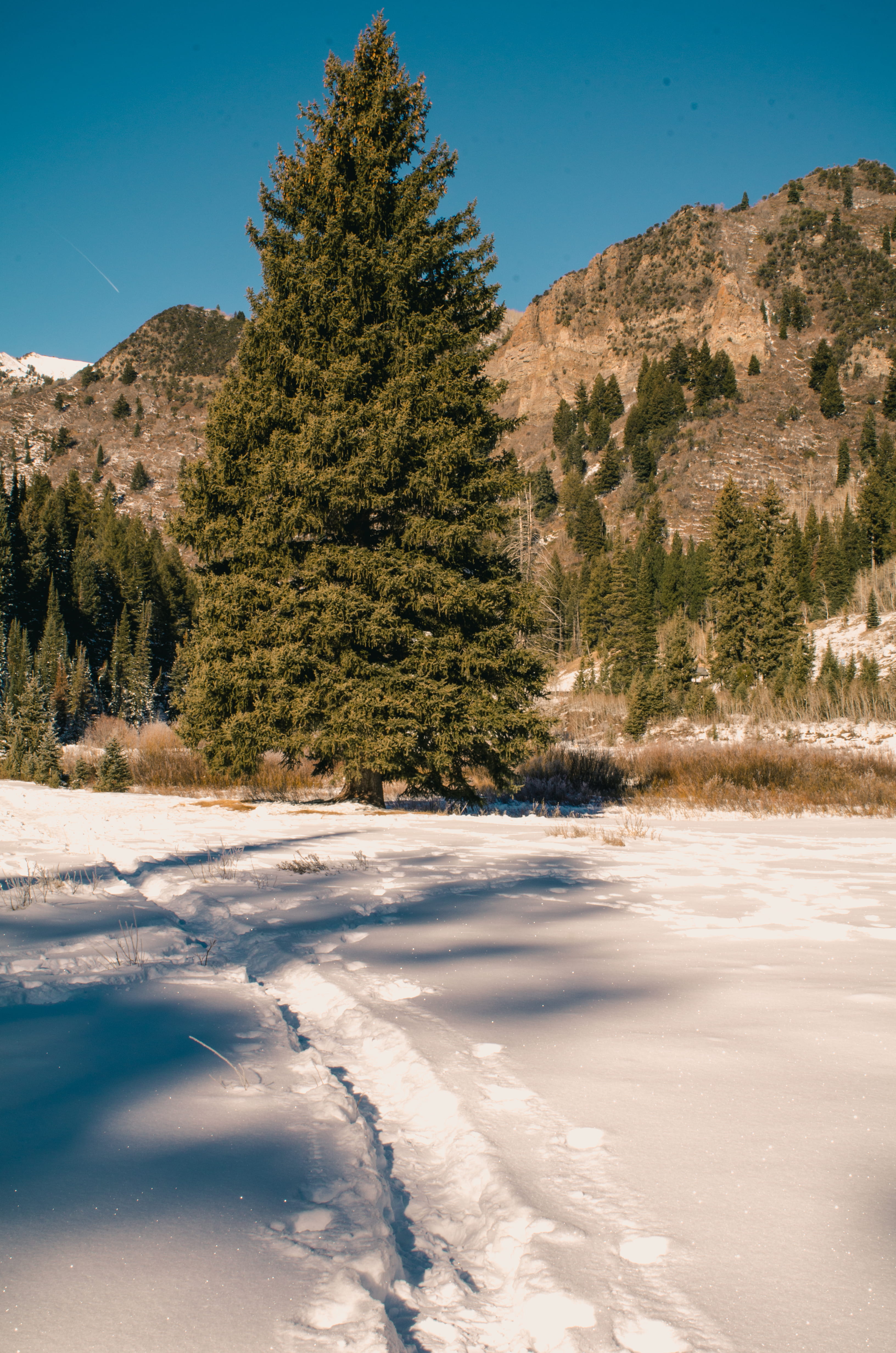 tree, alpine, pine tree, forest, trees, mountain, hills, valley