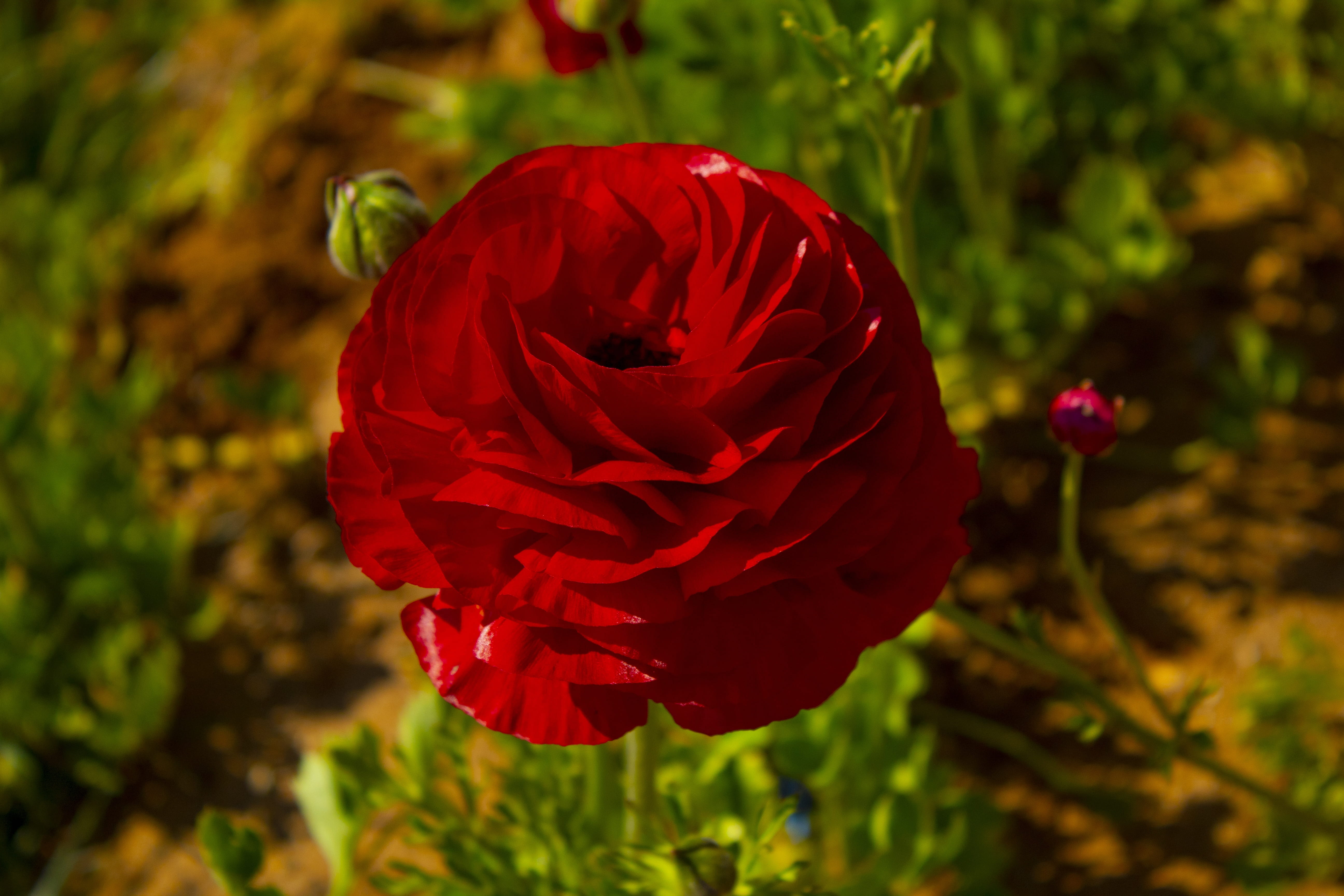 Free download | HD wallpaper: rosa, red, roses, love, flowers, plant