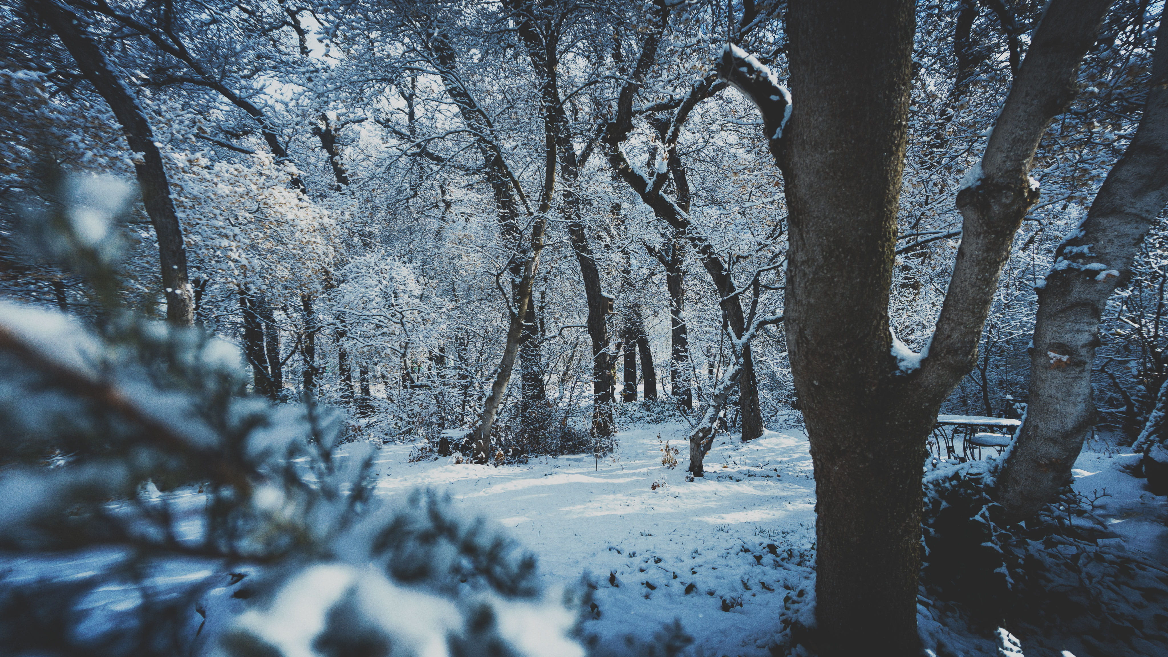 snow covered forest, tree, winter, cold temperature, plant, tranquility