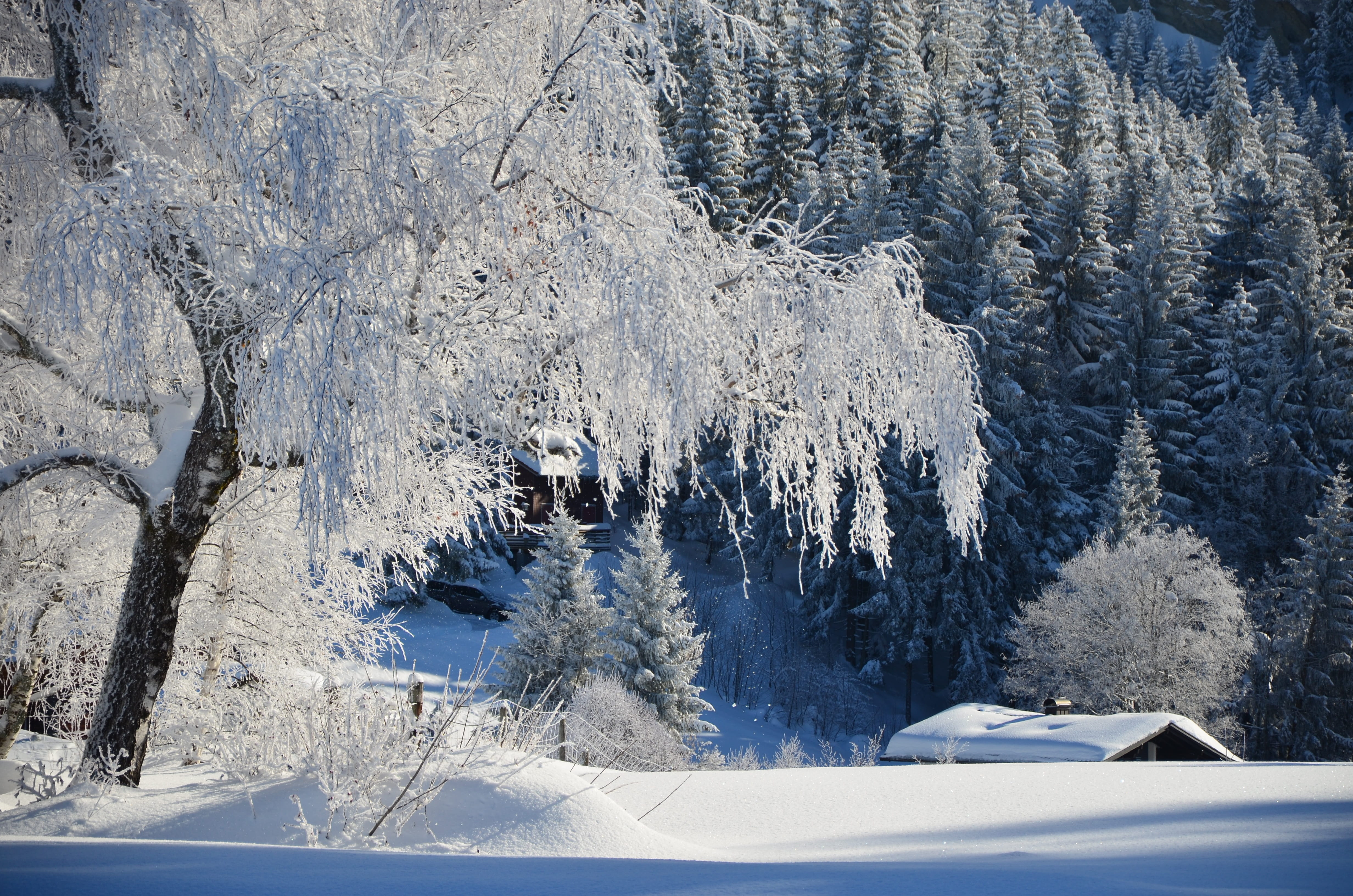 winter, tree, landscape, snow, cold, winter dream, cold temperature