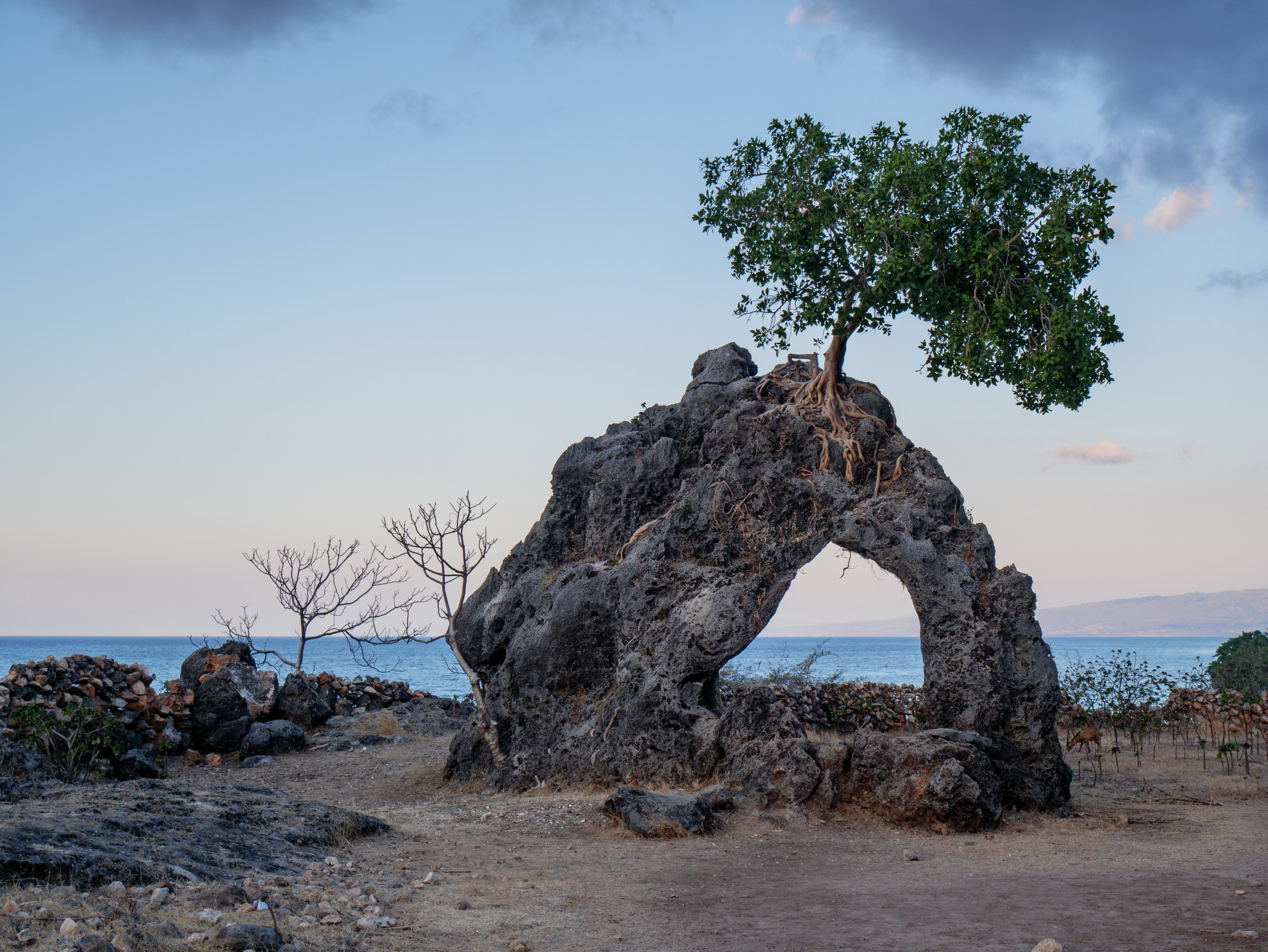 green tree, sky, water, plant, solid, rock - object, sea, tranquility