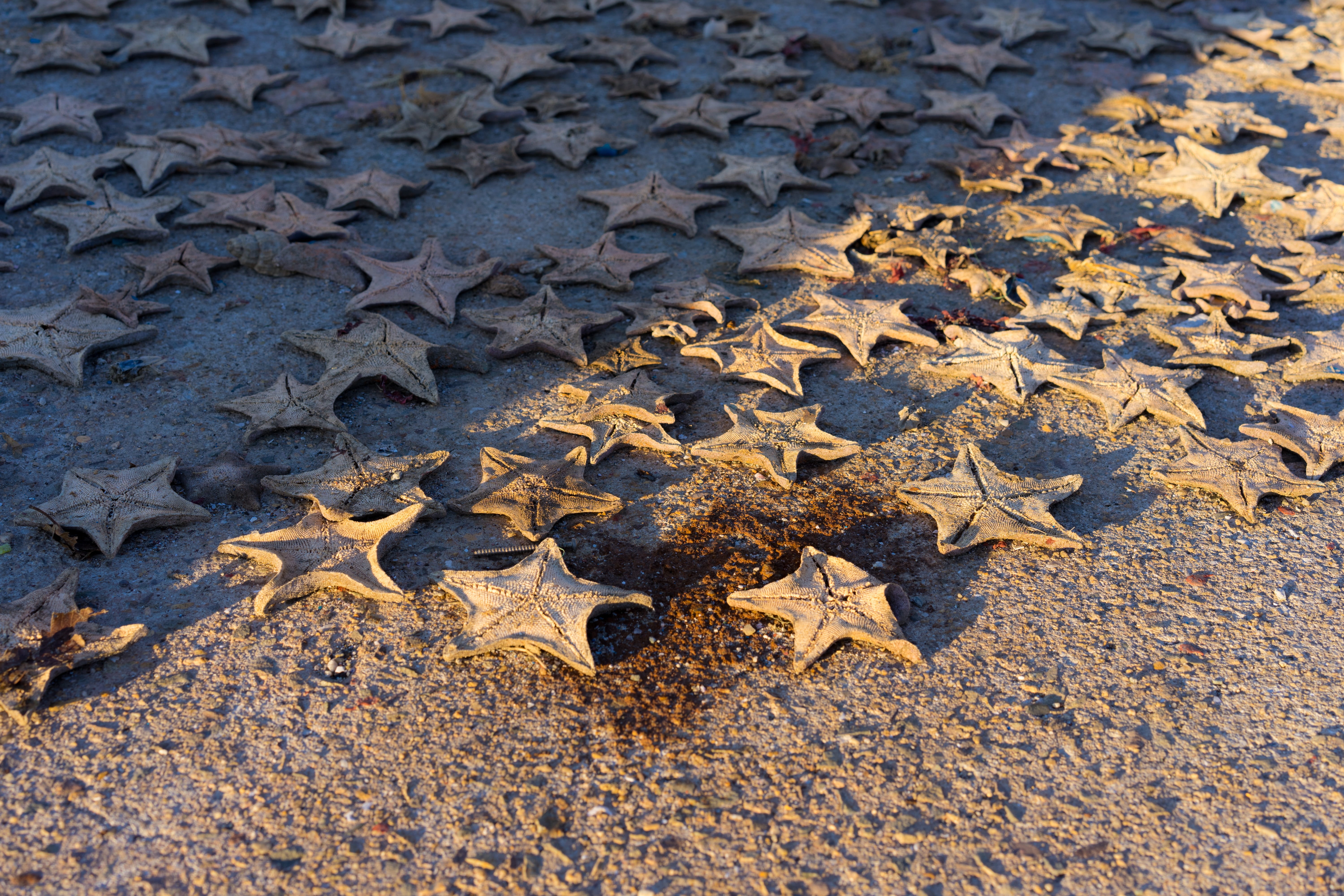 starfish, port, dried, pattern, star-shaped, high angle view