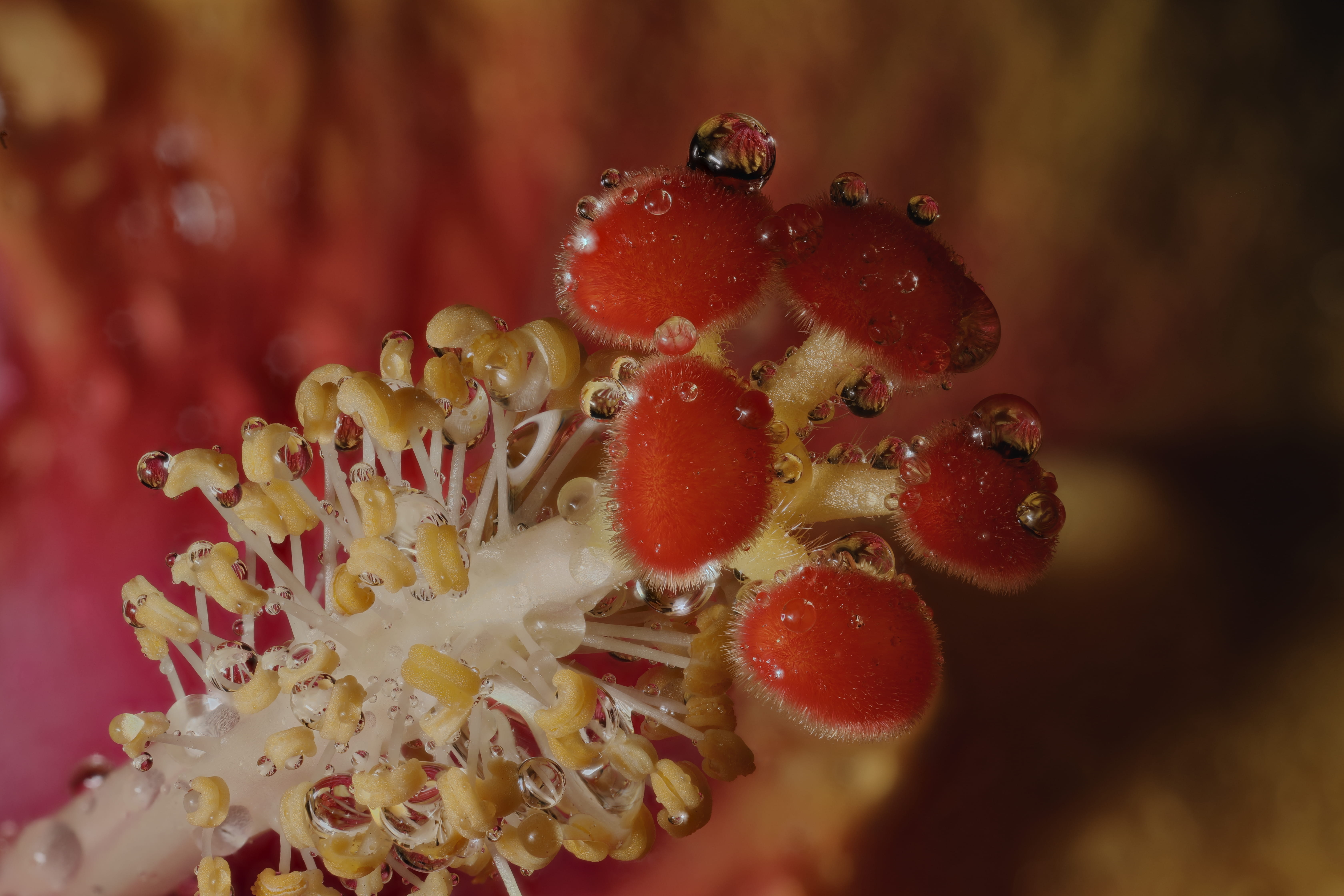 macro-stack, patterns, tetures, shapes, reflections, hibiscus