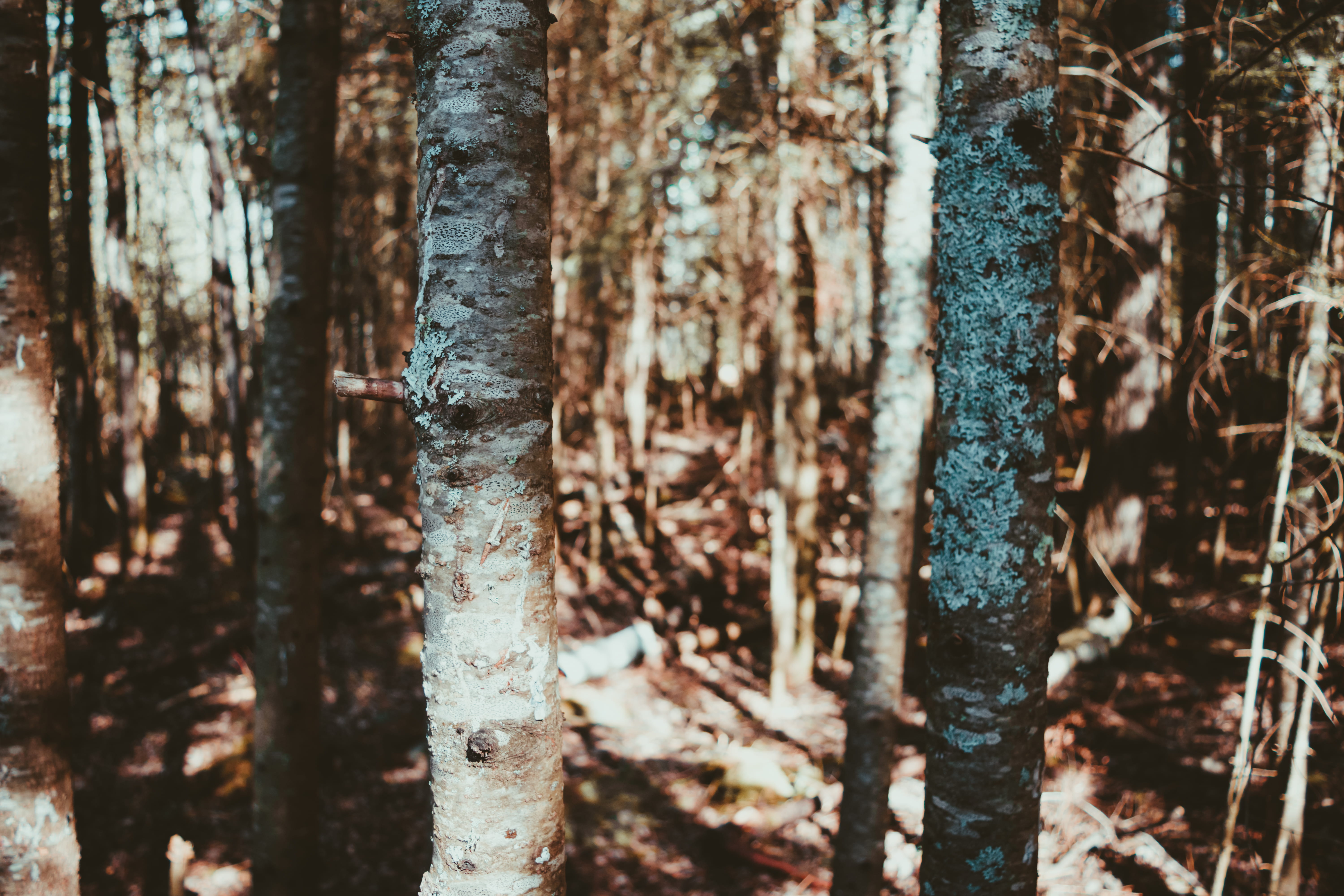 forest, trees, summer, bokeh, nikon, hike, trails, canada, tree trunk