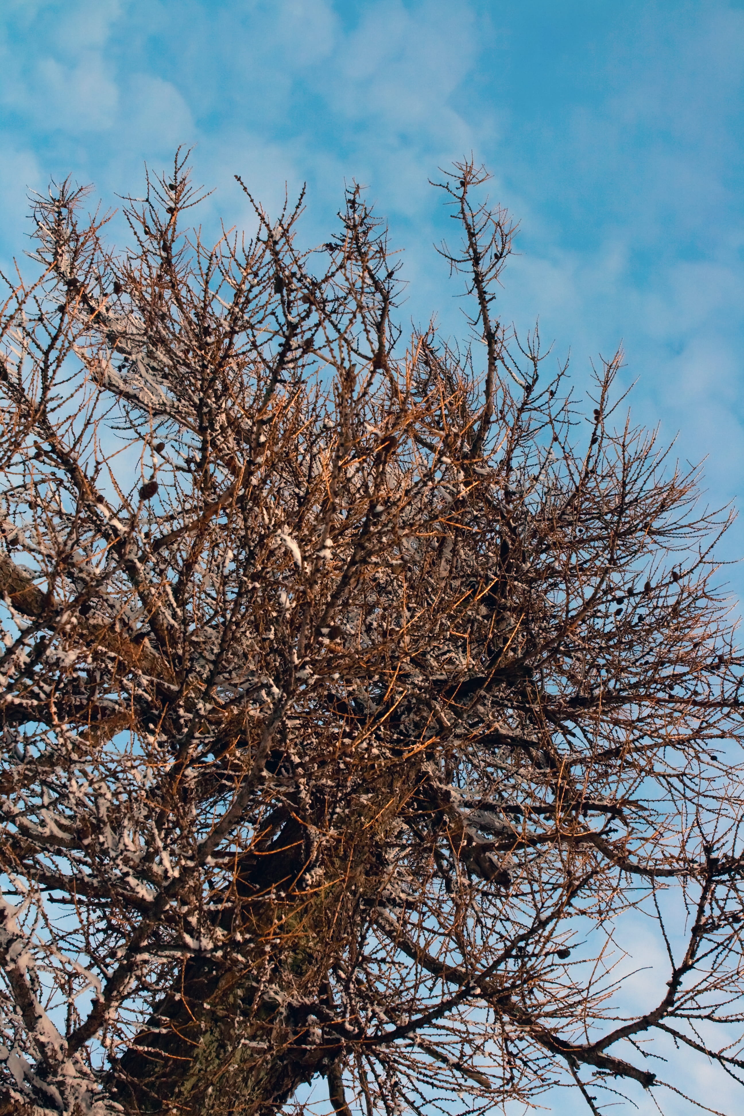 tree, branches, twisted, abstract, plant, wood, sky, bare tree