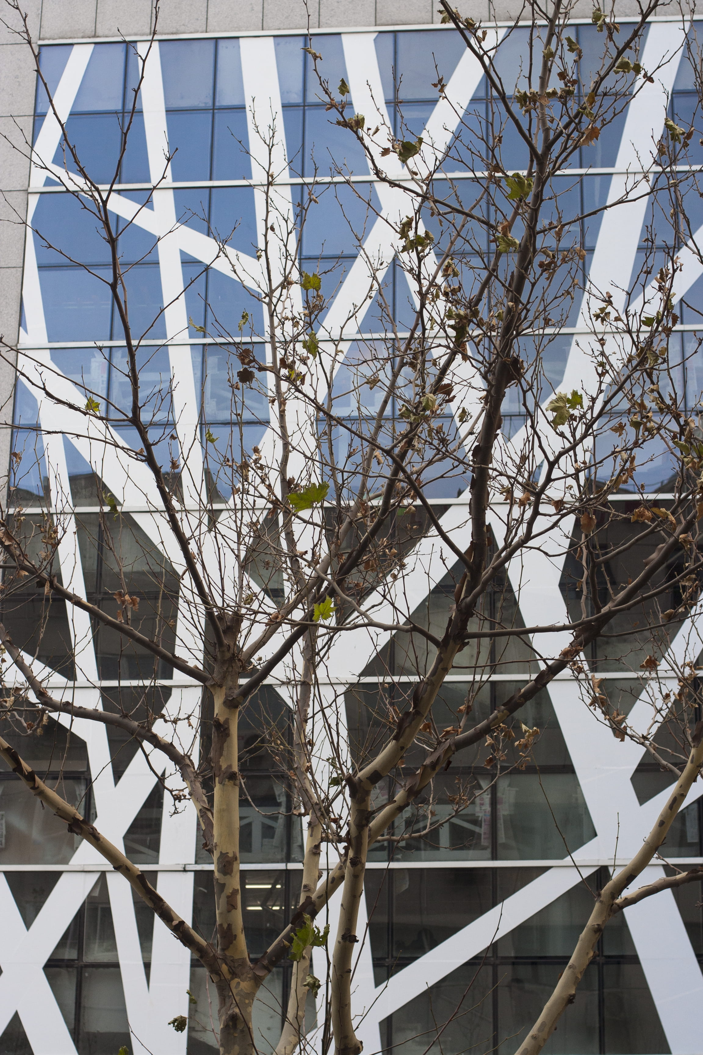 tree, geometric, abstract, modern, branch, built structure