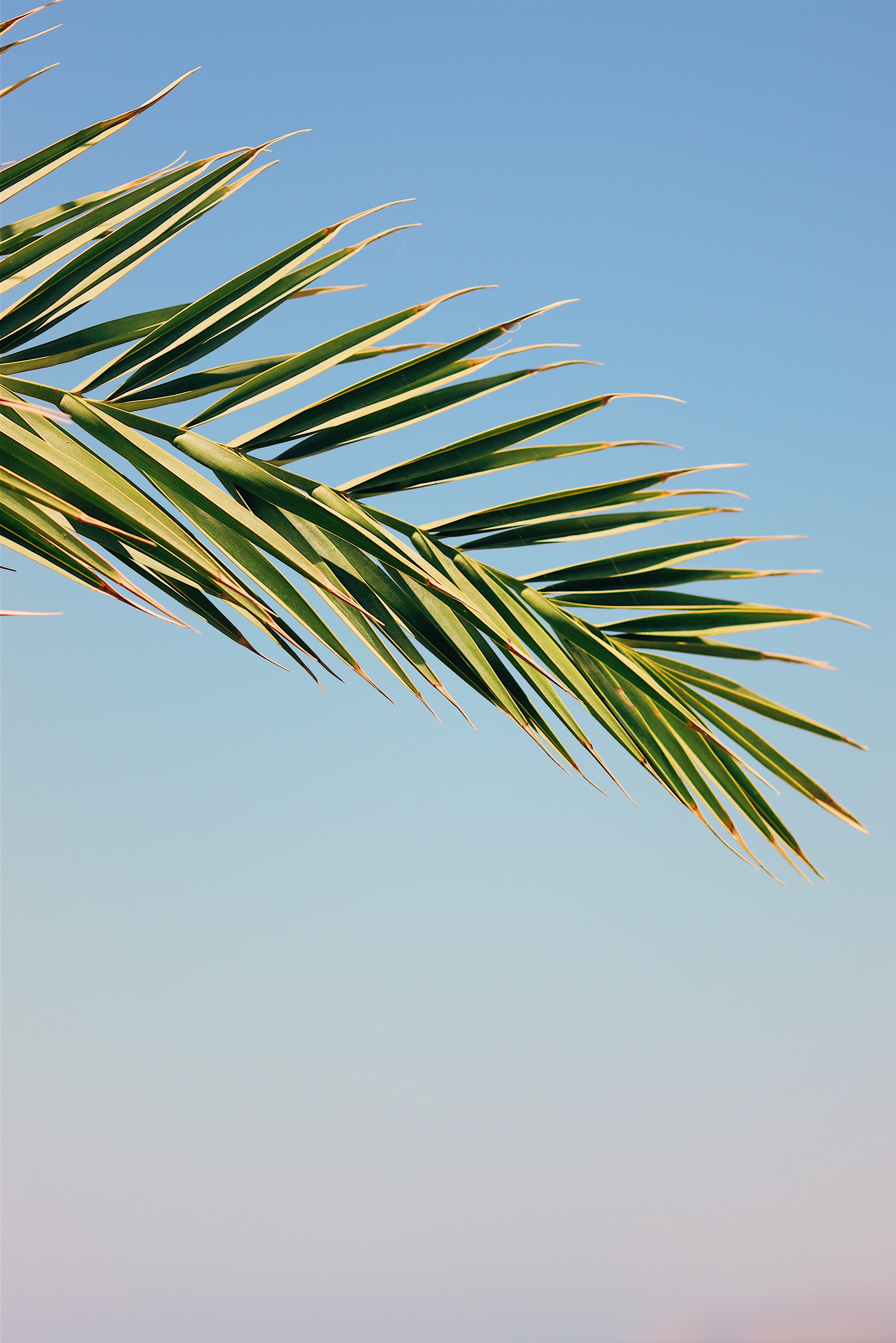 palm, tree, sky, blue, leaf, sea, sun, bright, jungle, summer