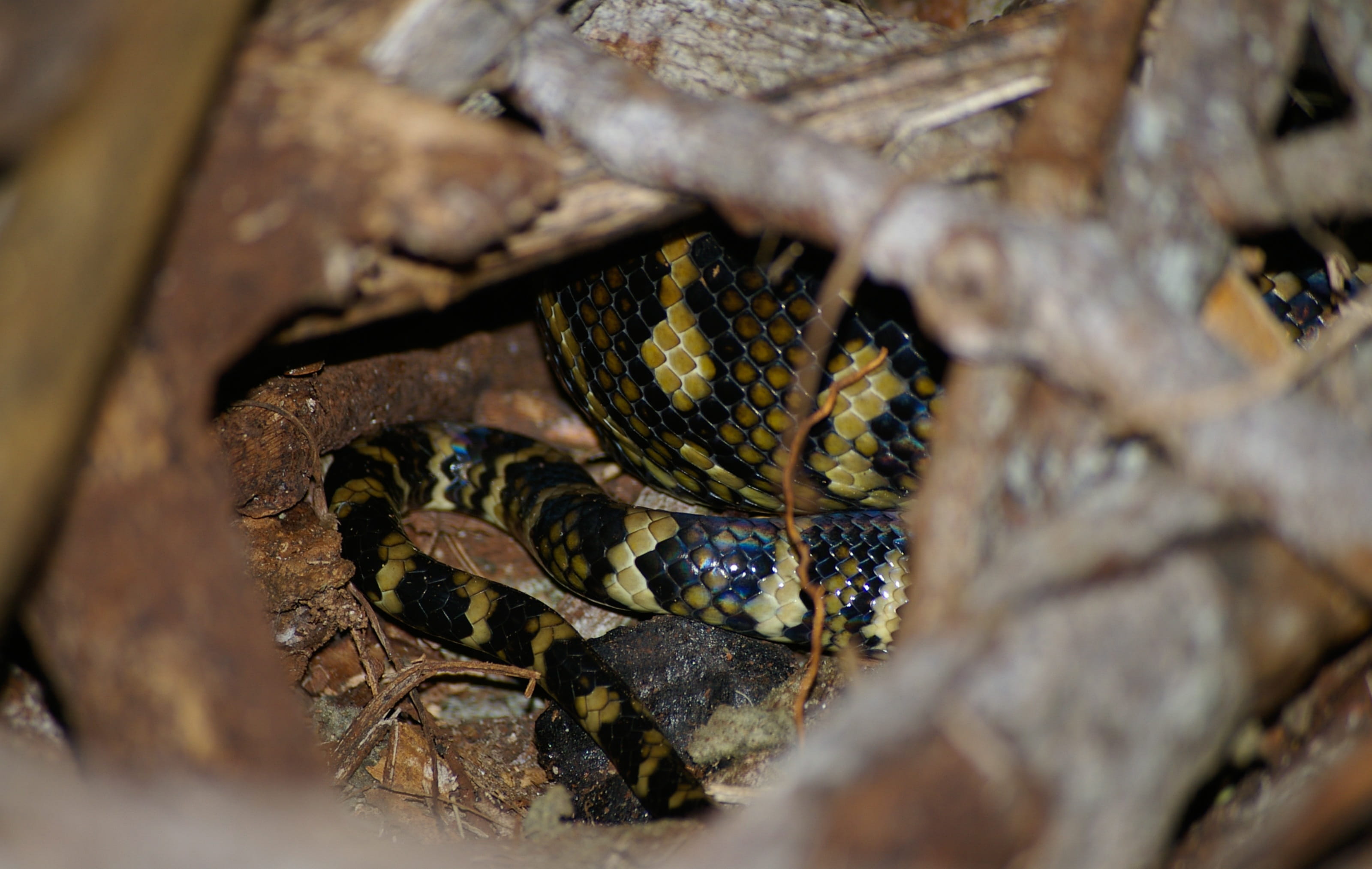 carpet python, snake, coiled, close-up, sleeping, black, yellow