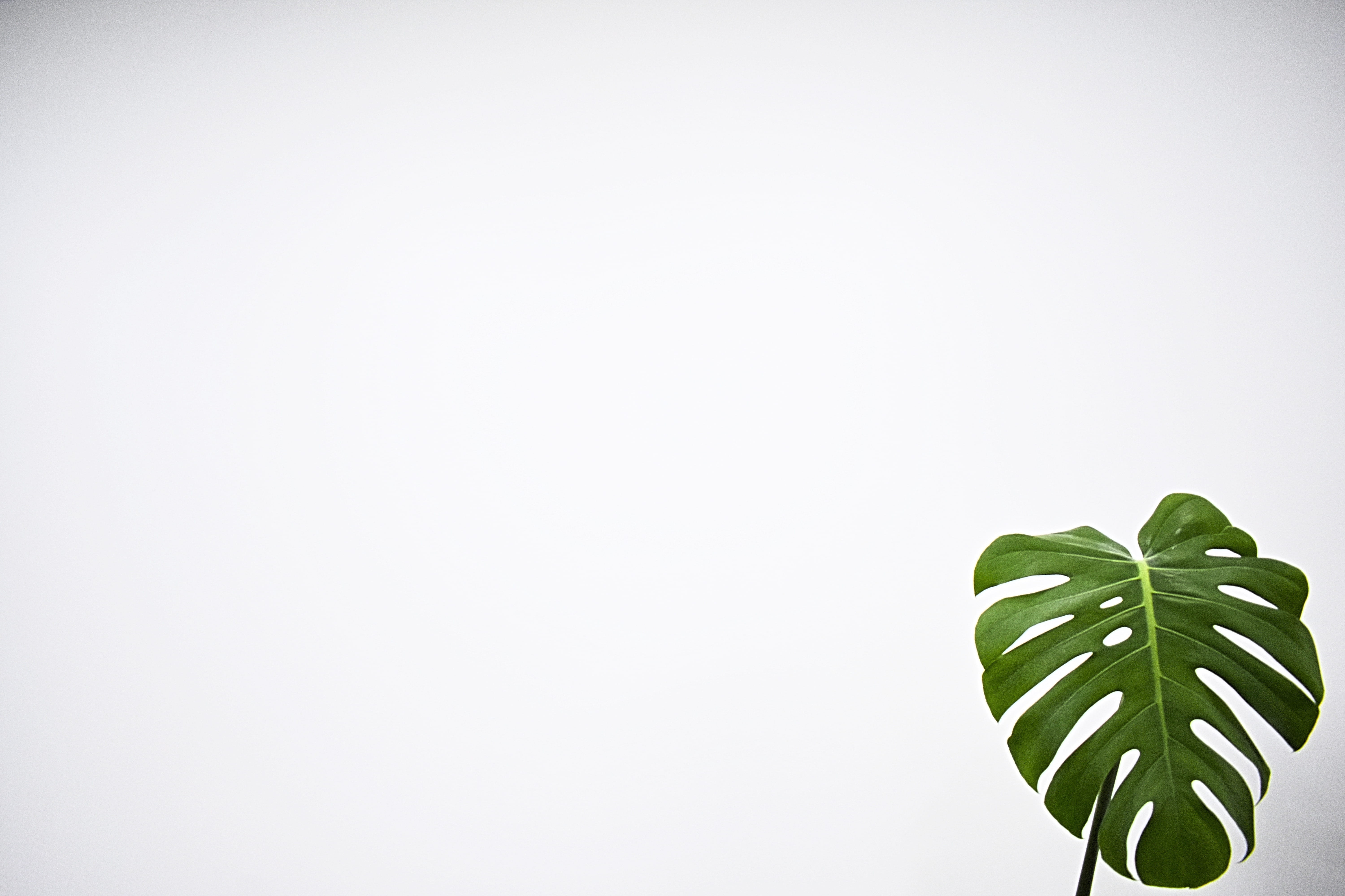 green leaf with white background, plant, fern, flora, veins, blank space