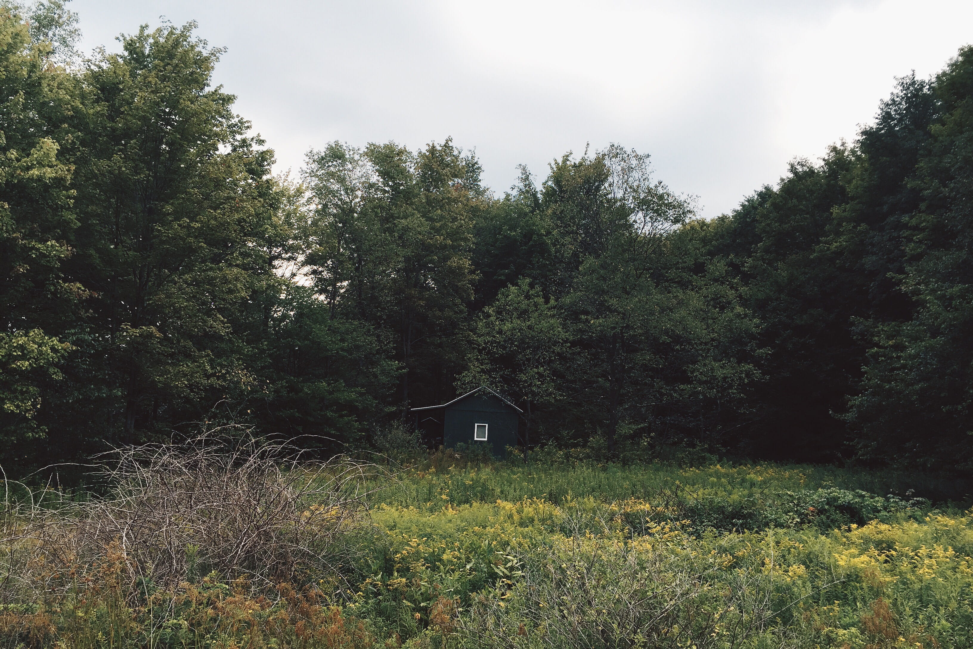 forest, house, newyork, plant, tree, built structure, growth