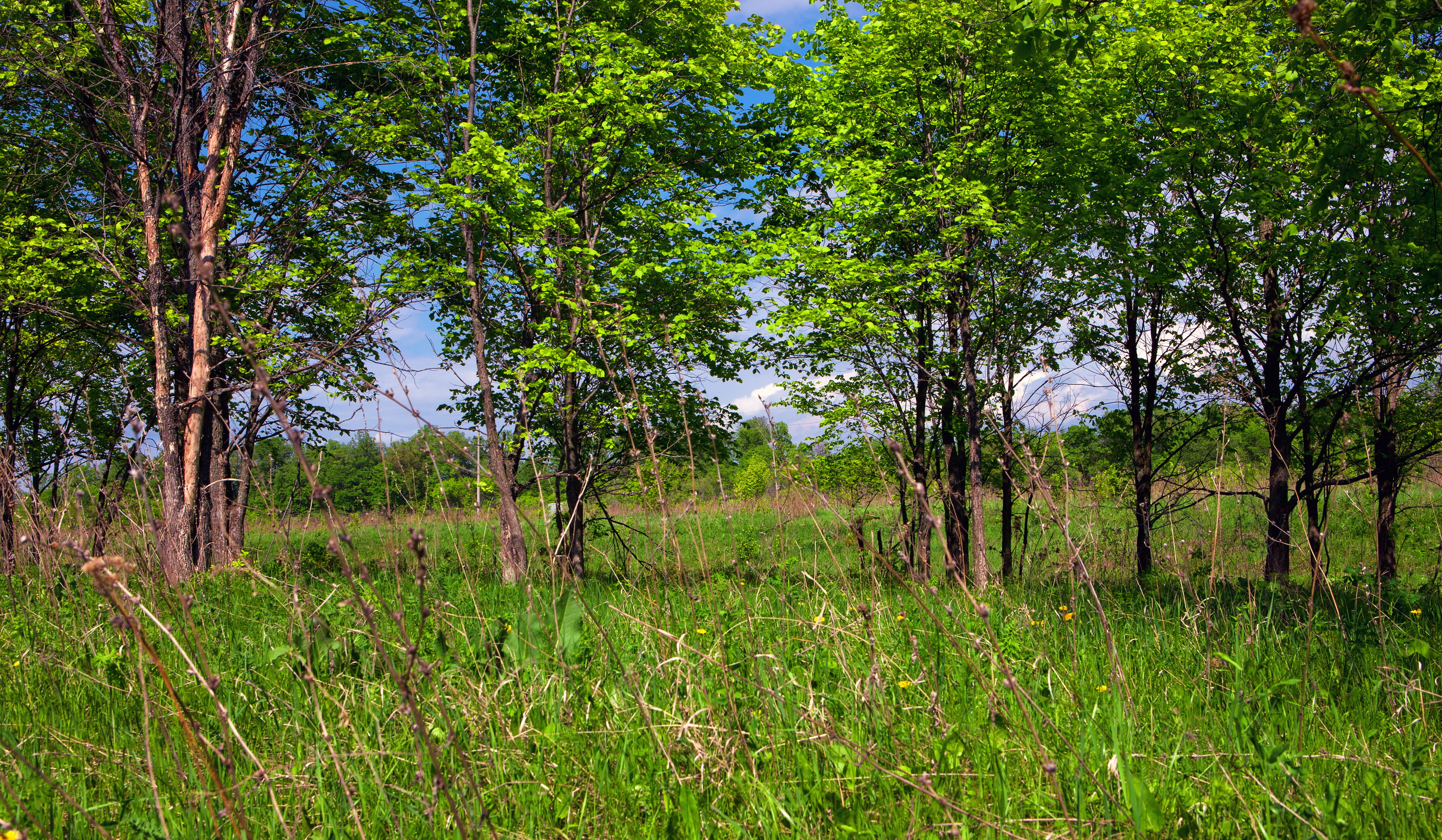 background, environment, forest, grass, green, greenery, landscape