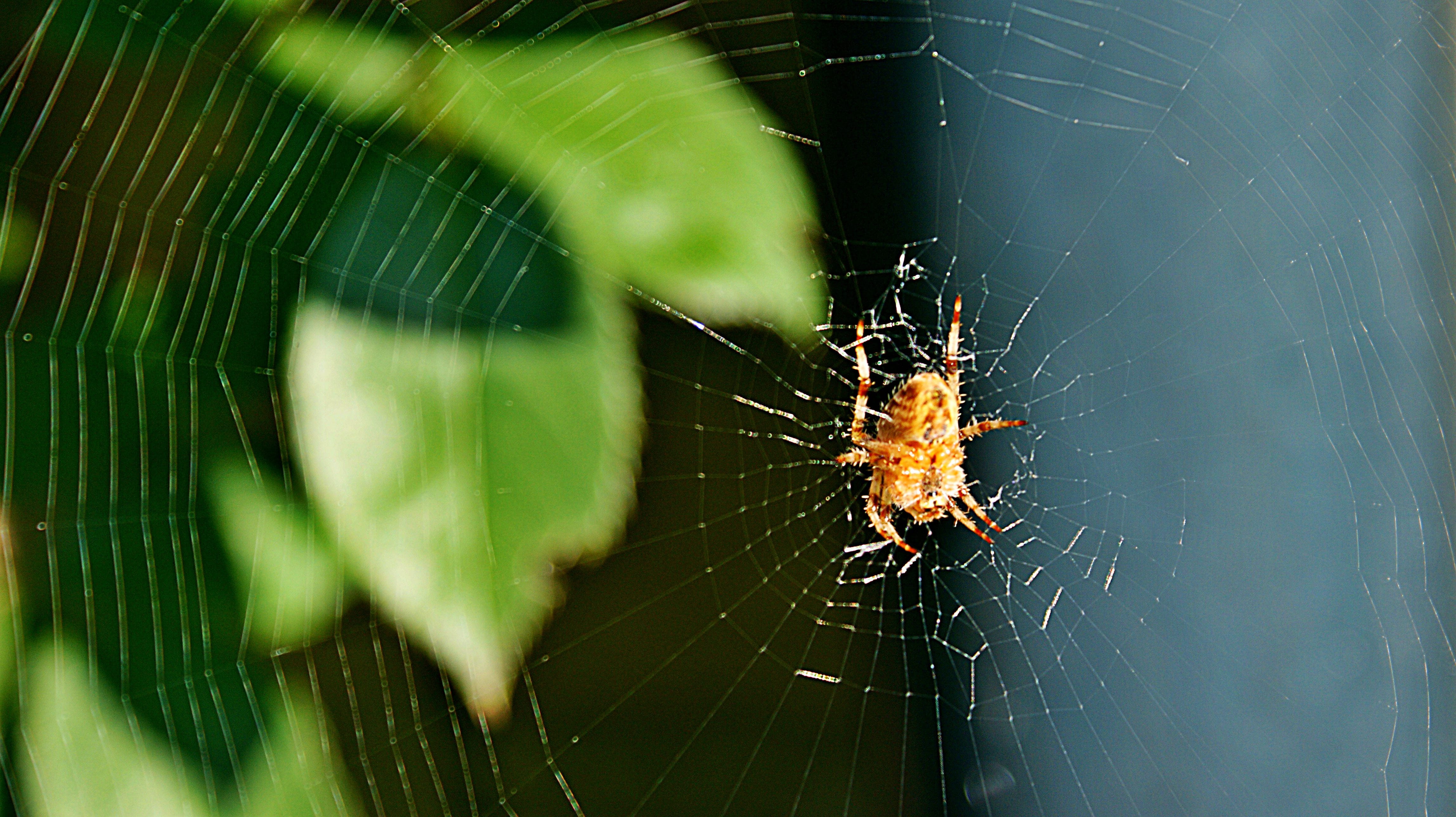 spin, garden spider, back, web, autumn, sun, bug, spider web
