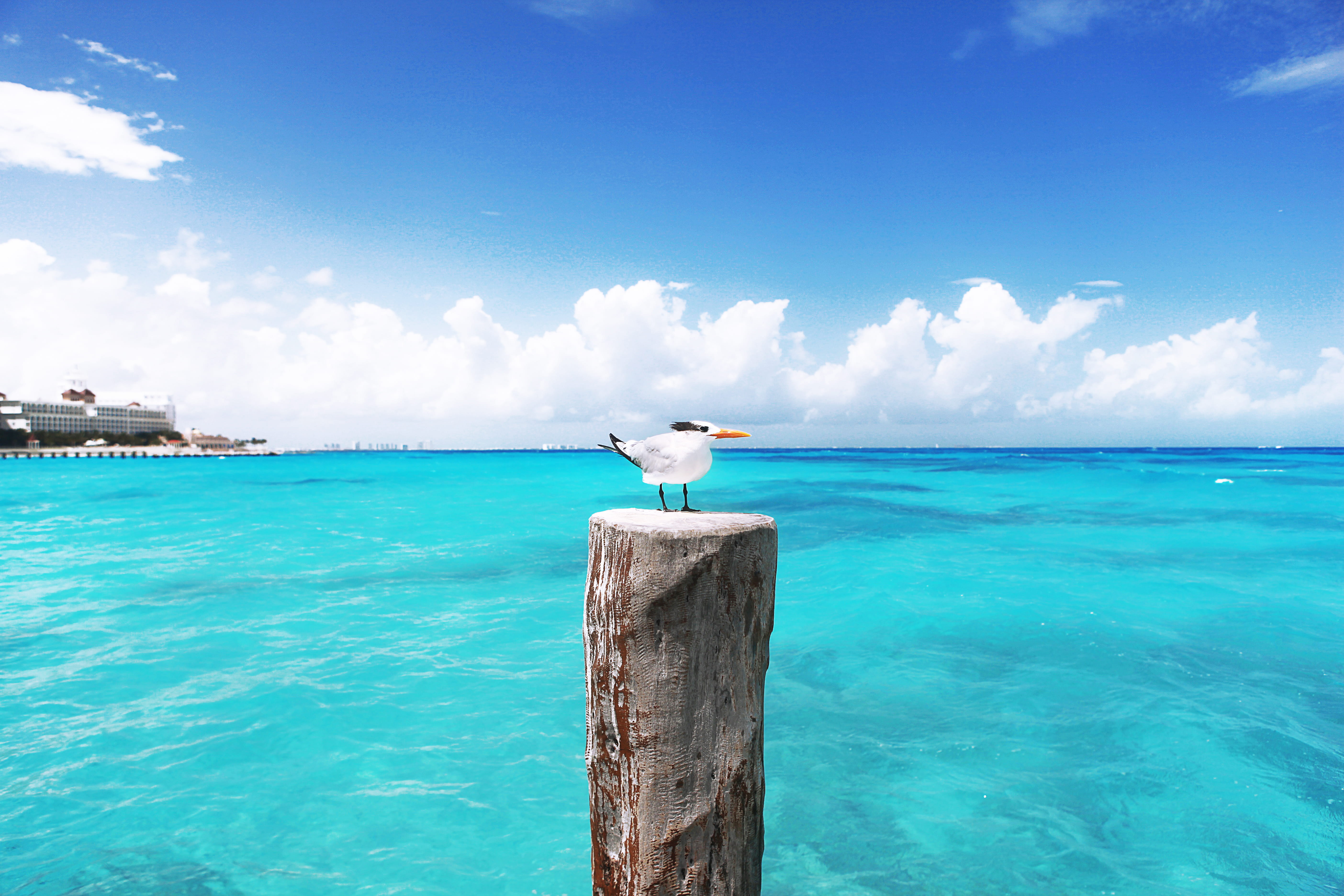 mexico, cancún, sea, cancun, bird, blue, sky, seabird, one animal