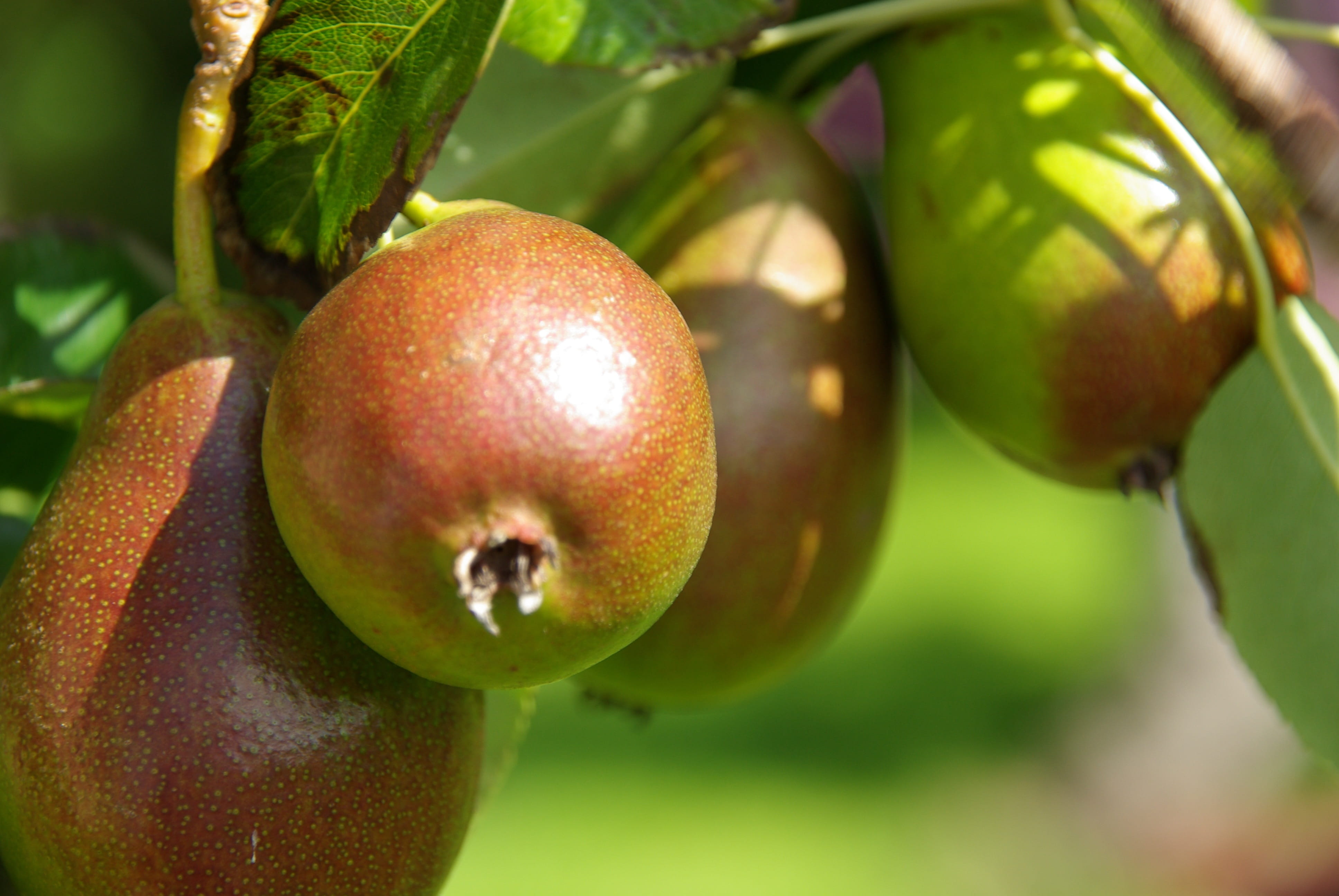 pears, peer, orchard, pear tree, fruit, fruits, food, fruit tree