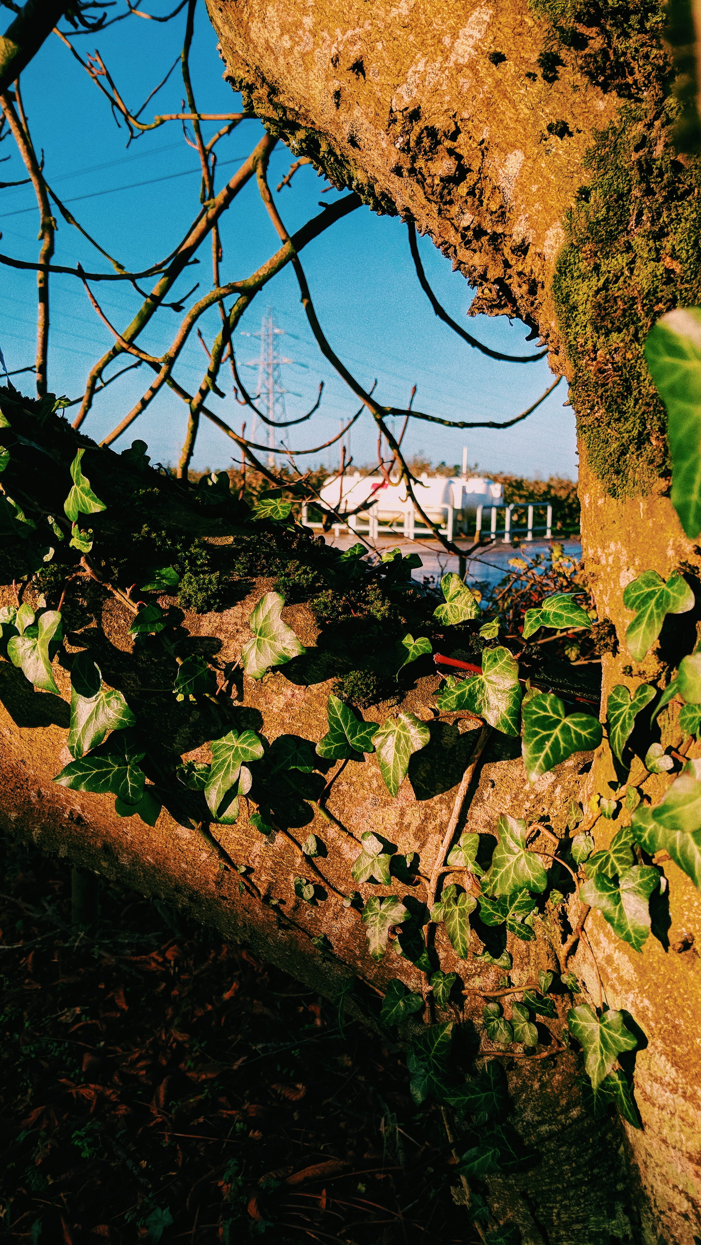 plant, tree, nature, architecture, day, sky, built structure