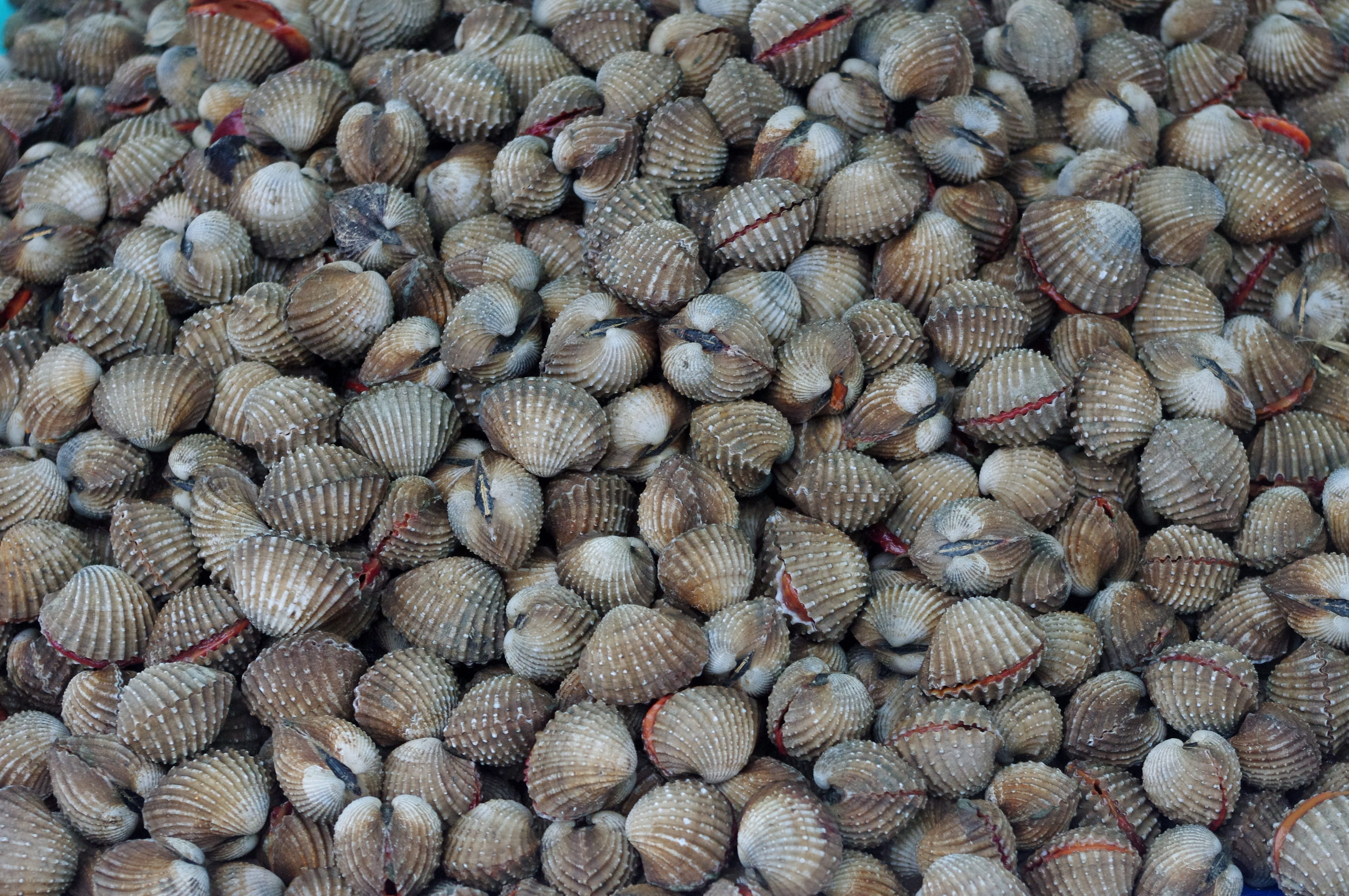 thailand-market, mussels, fresh mussels, seafood, luxury, fish business