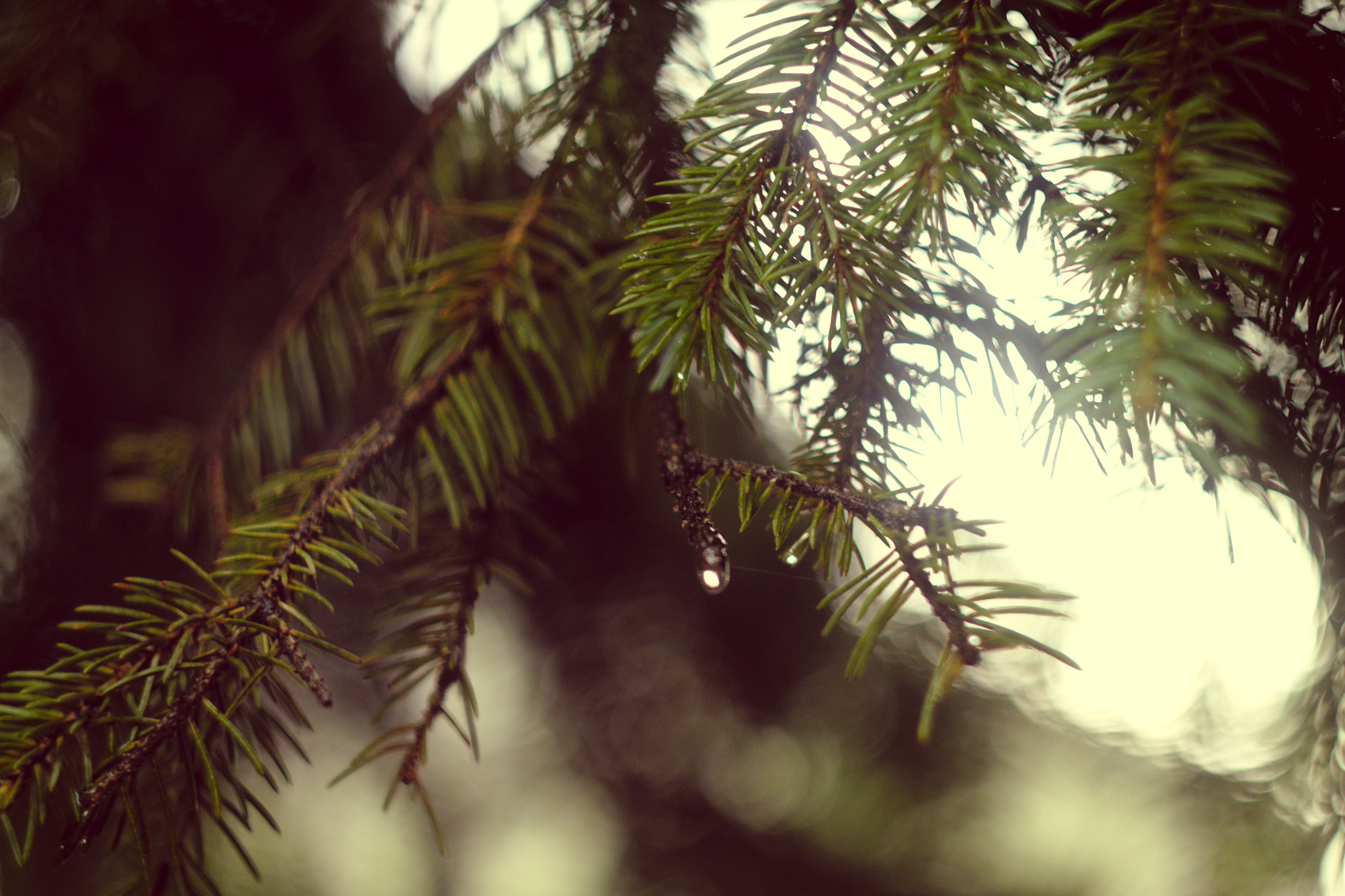 bokeh, tree, forest, pine, water, drop, plant, growth, pine tree