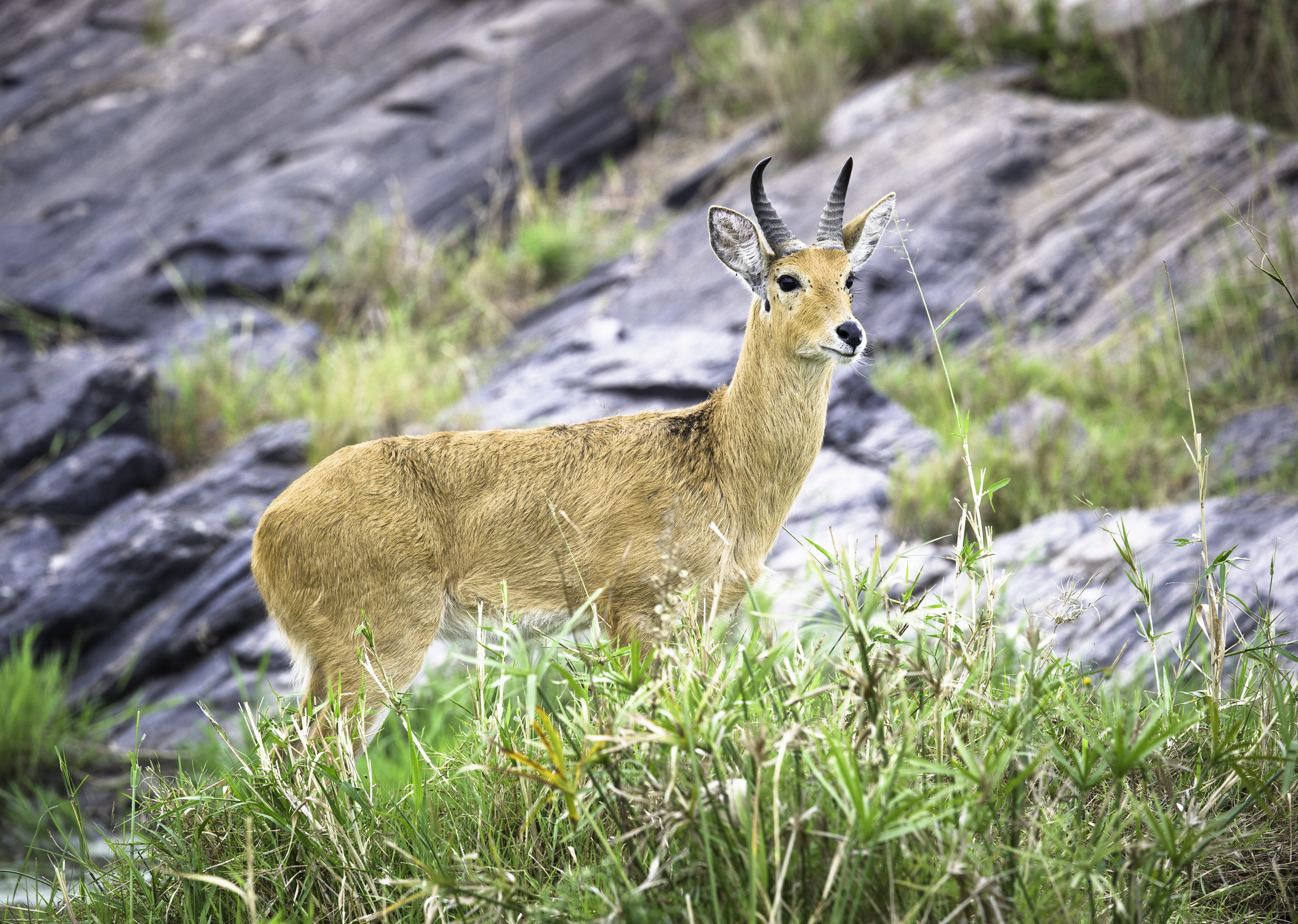 Brown Antelope Standing on Green Grass, animal, animal photography