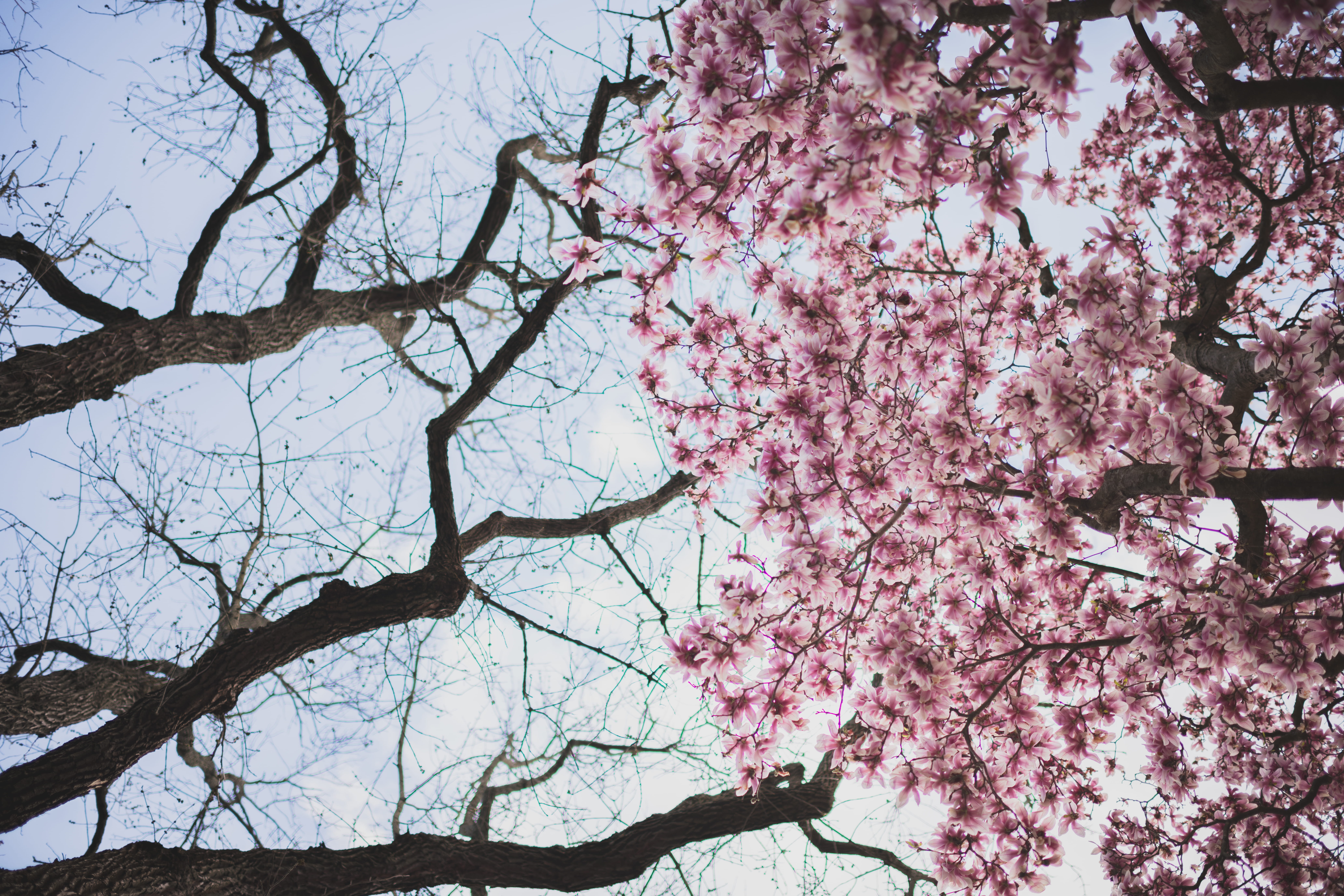 spring, forest, flowers, cherry, cherryblossom, travel, sky