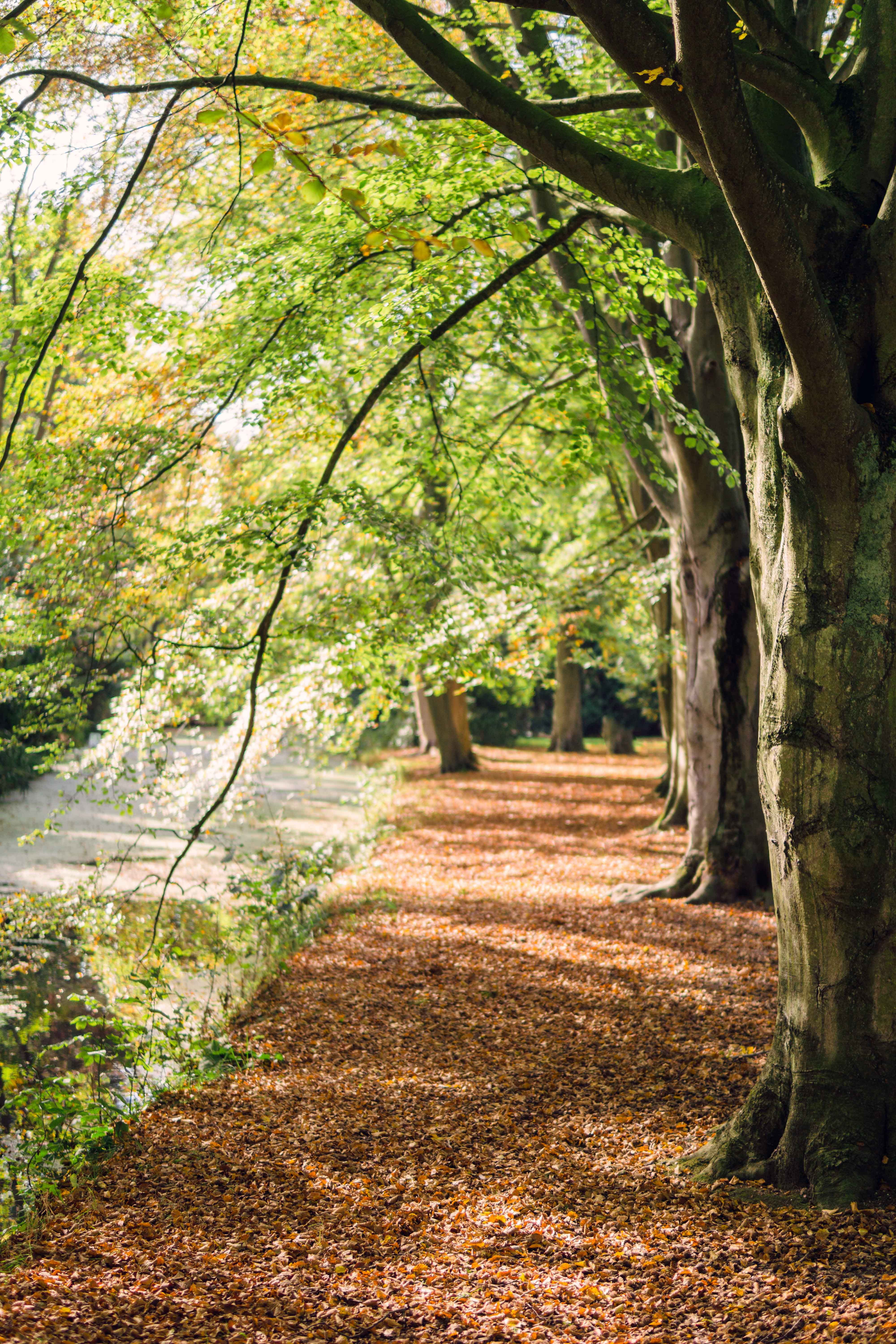 green leaf tree during daytime, plant, tree trunk, tranquility