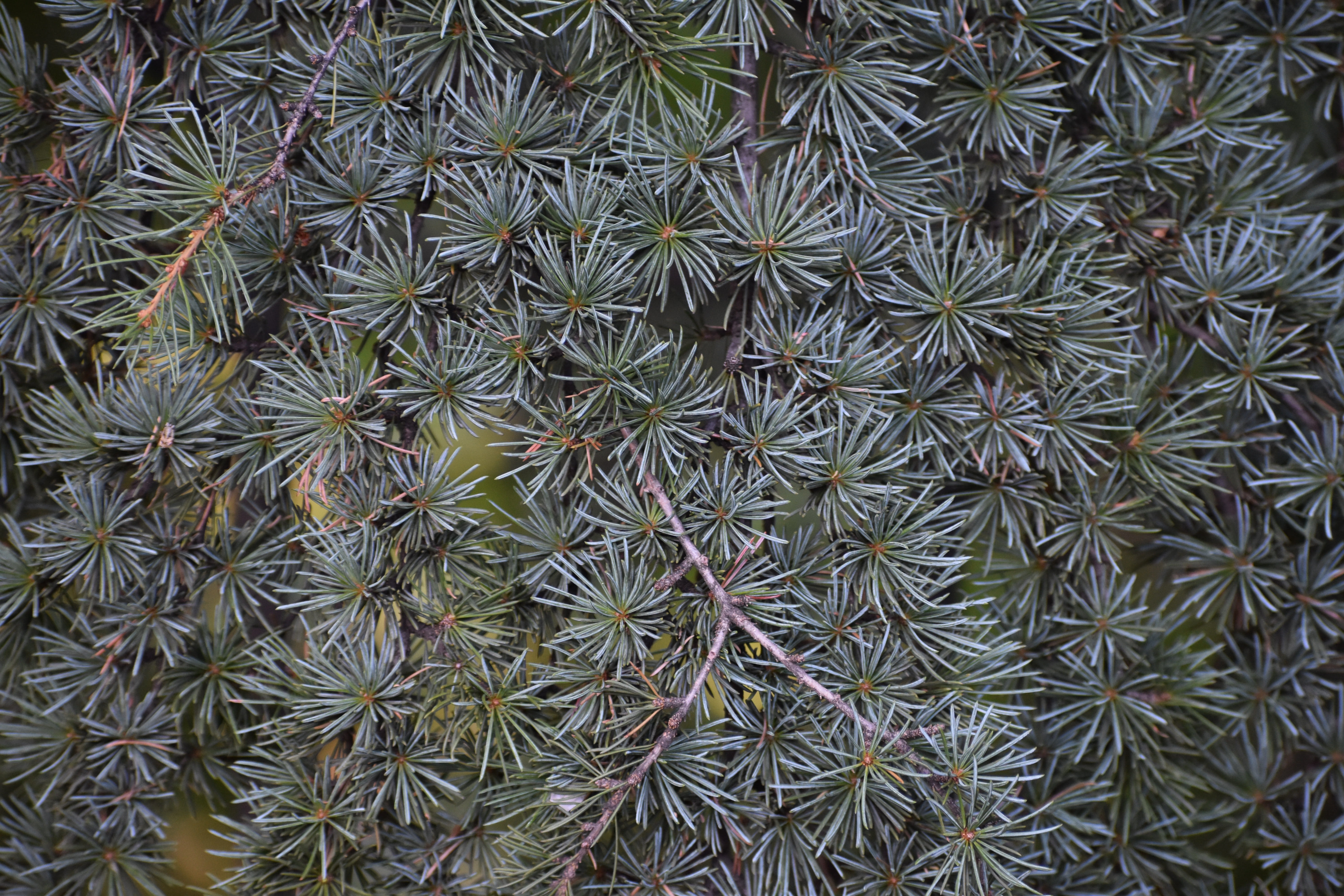 background, texture, design, surface, spruce, needles, tree