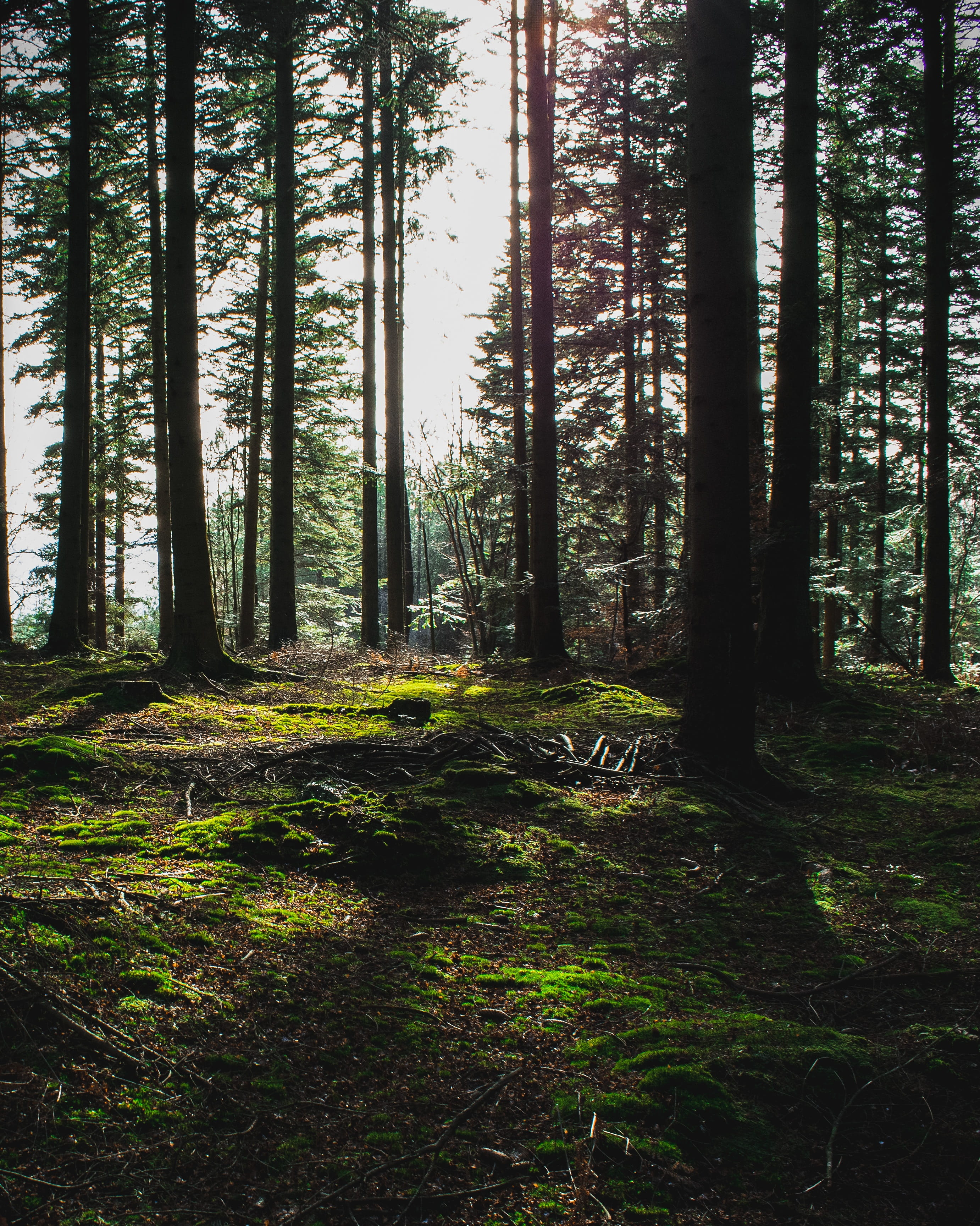 trees, forest, woods, lost, sunset, timber, green, sunlight