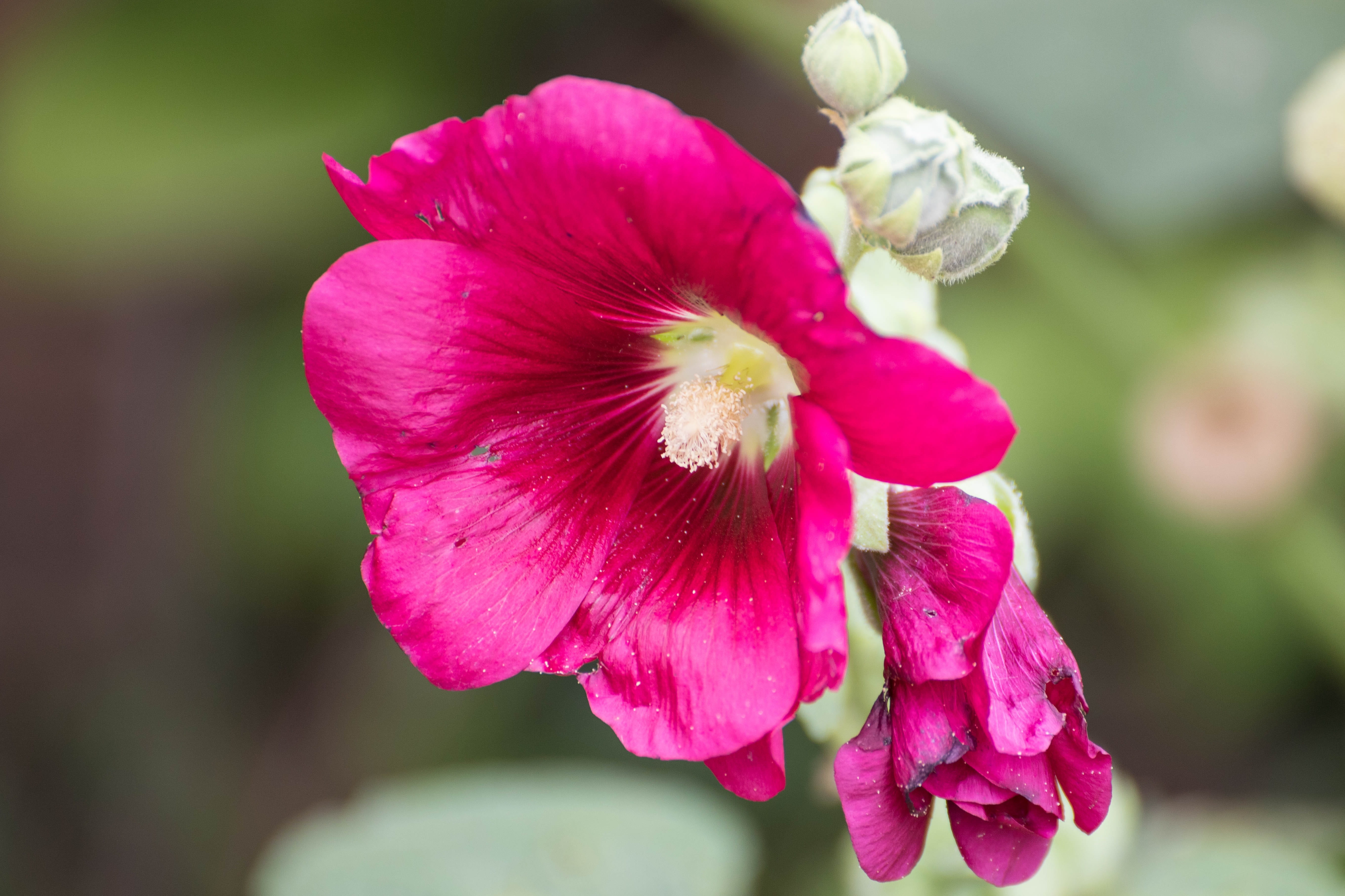 clematis, flowers, creeper, vegetable, petals, garden, flora