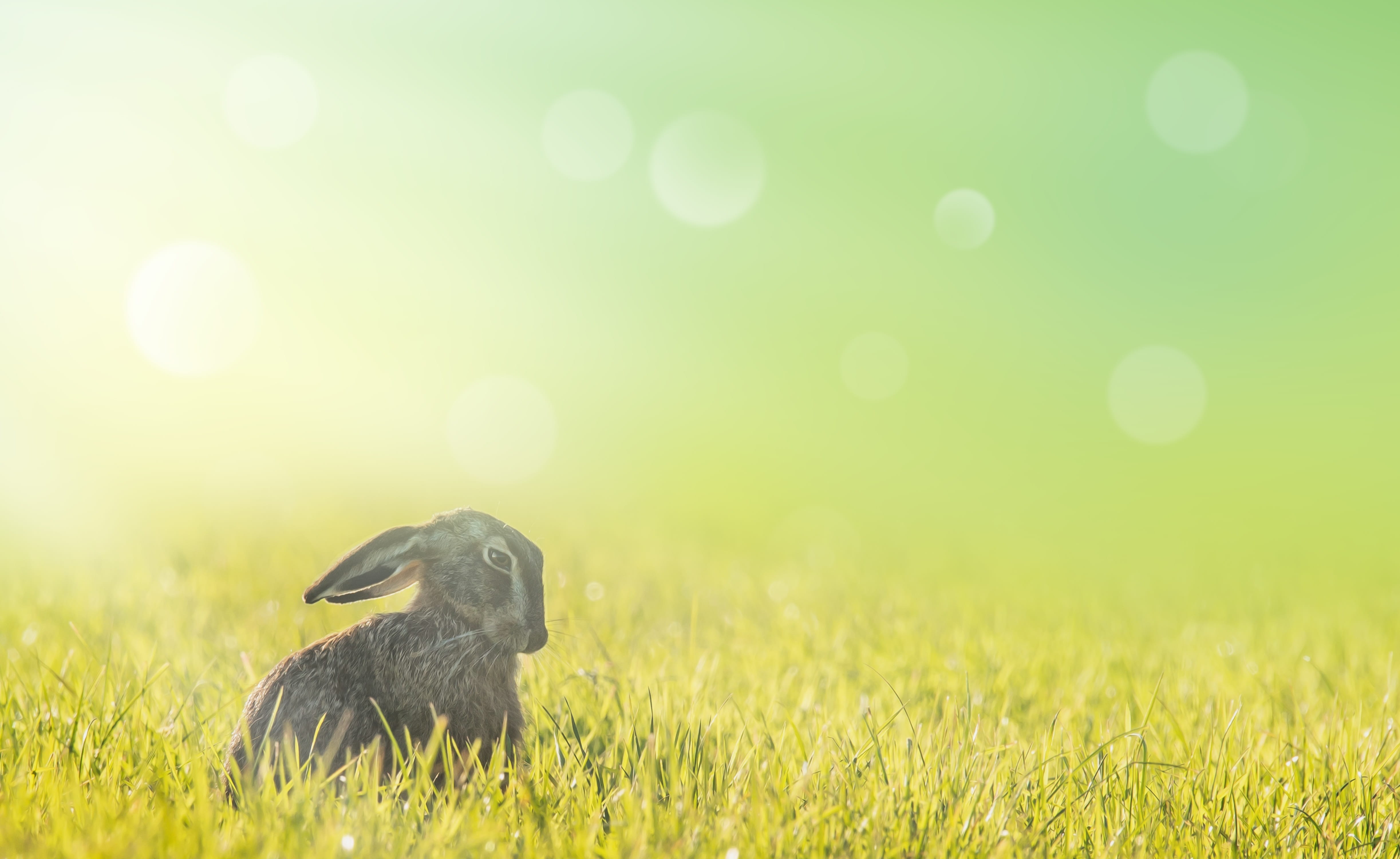 hare, easter, meadow, spring, sun, grass, animal, background