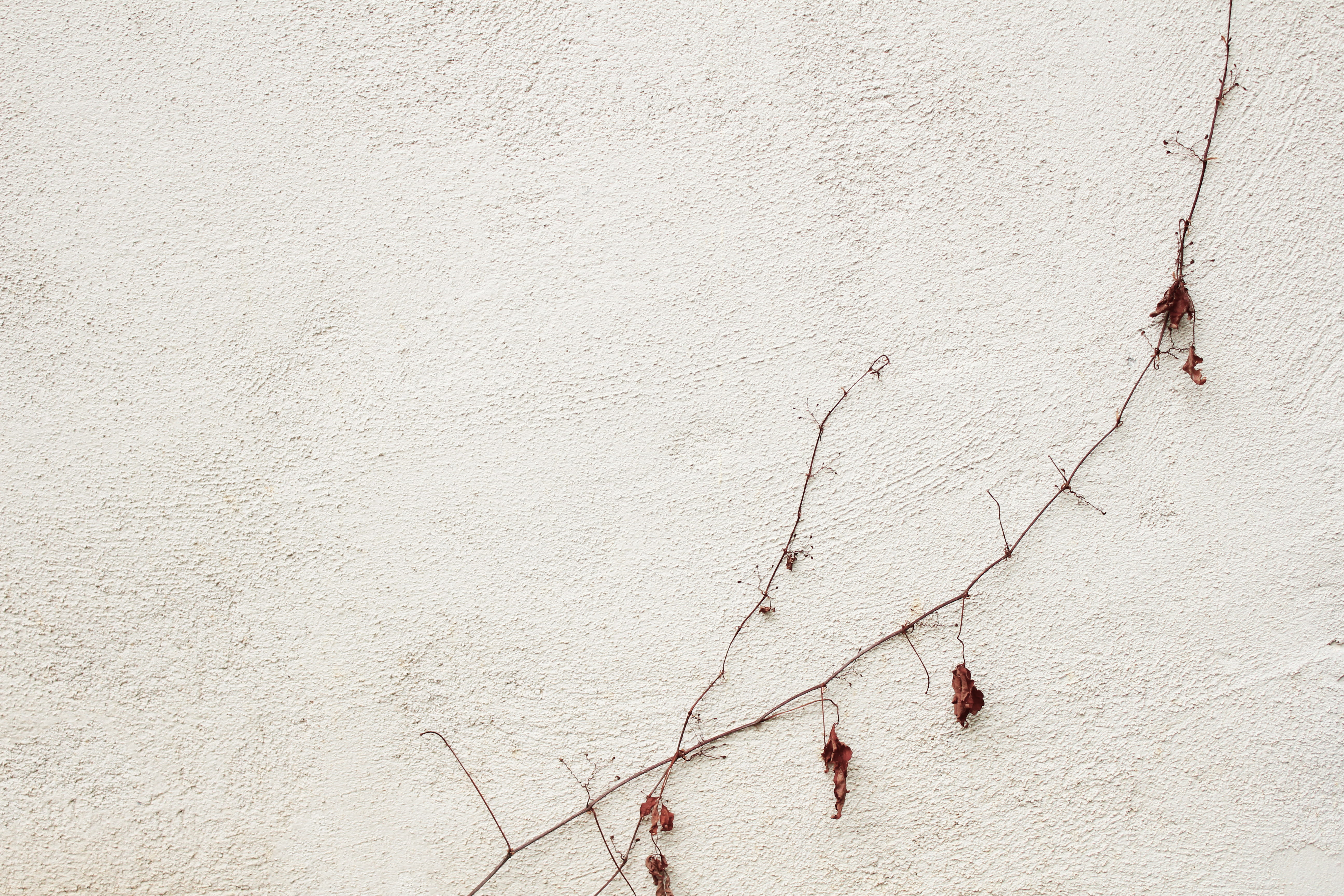 wall, vine, leaves, white, brown, wall - building feature, architecture