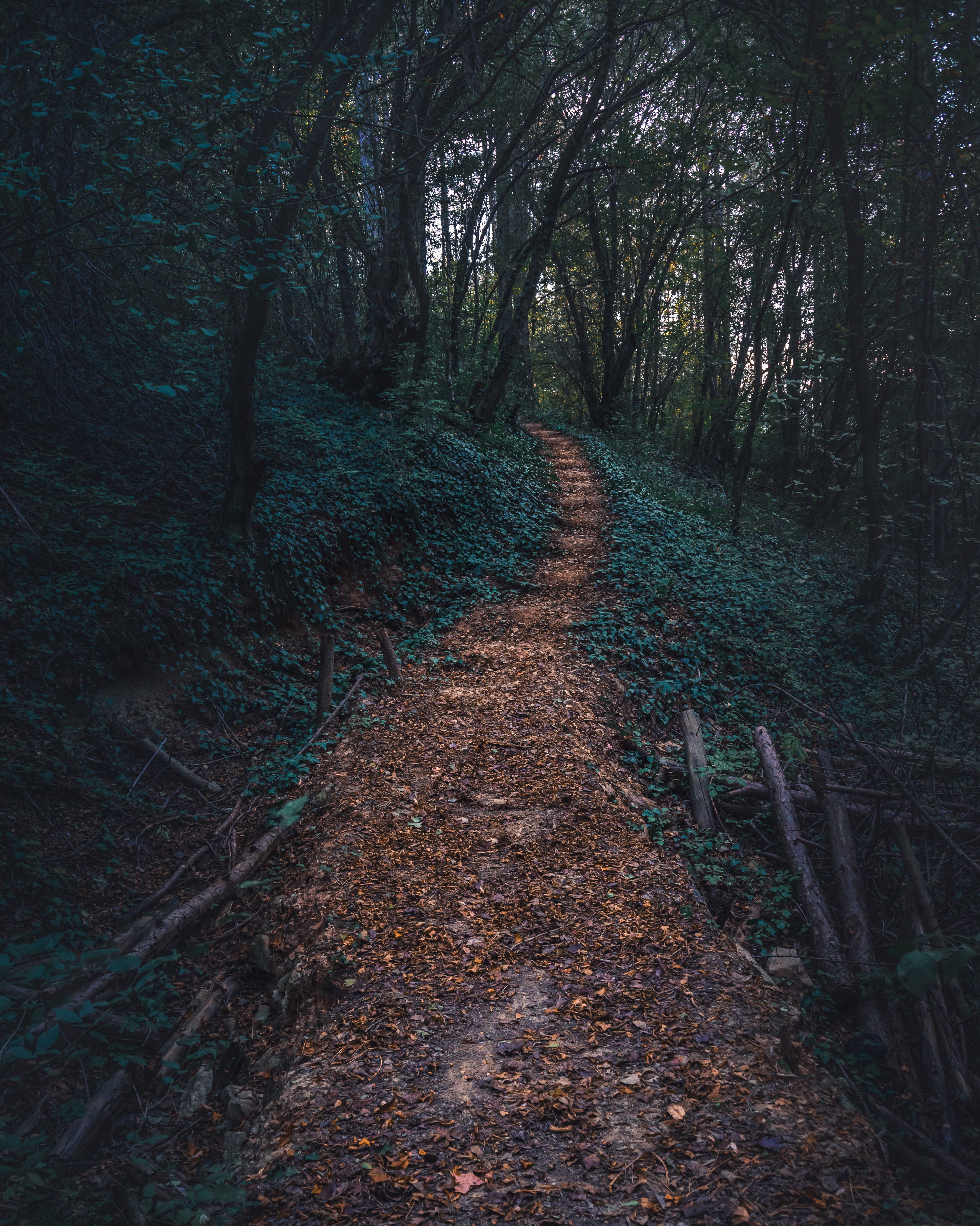 pathway on forest, tree, land, plant, direction, the way forward
