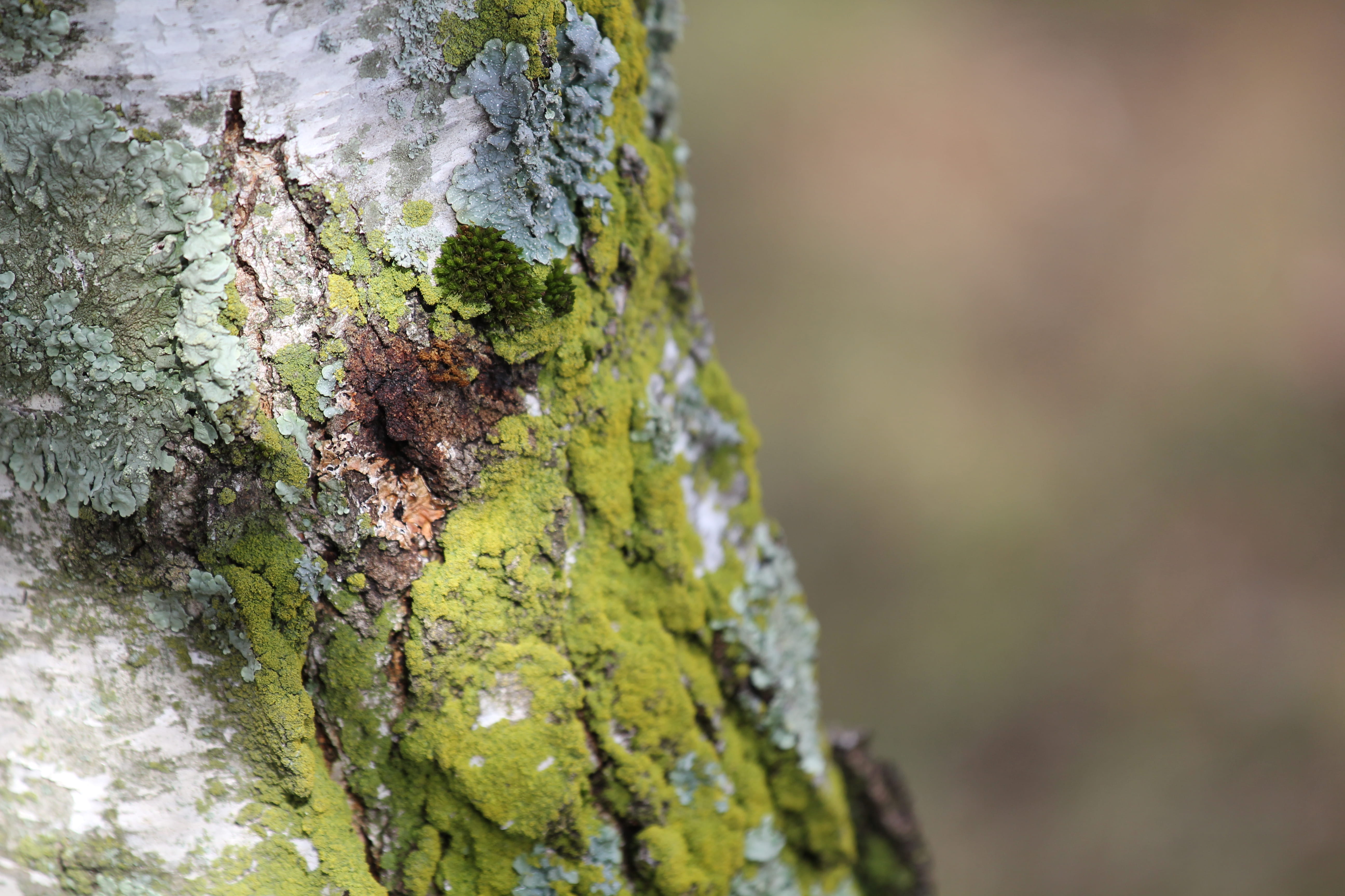 Moss On Tree, bark, close-up, tree bark, tree trunk, plant, textured